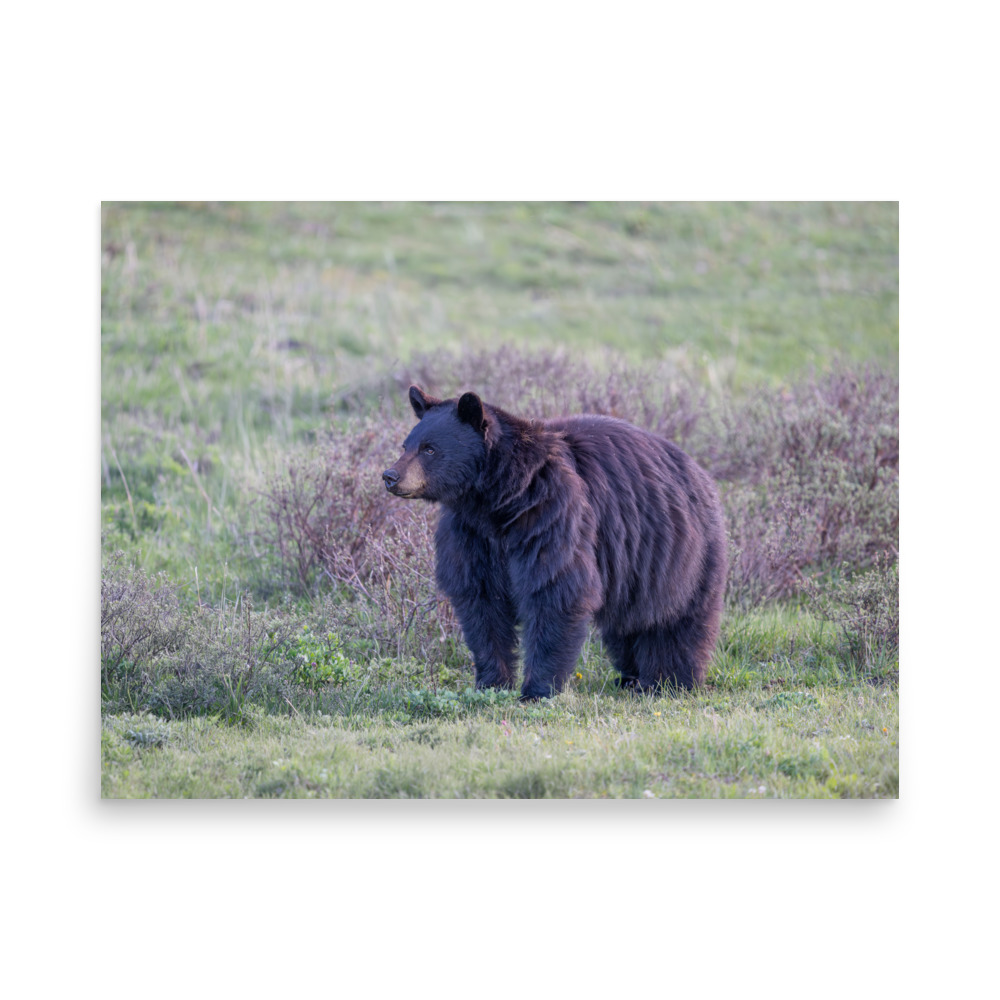 American black bear! Photo paper poster - Image 15