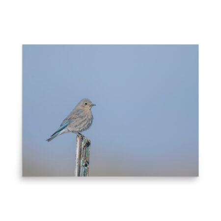 Female Mountain Bluebird! Photo paper poster