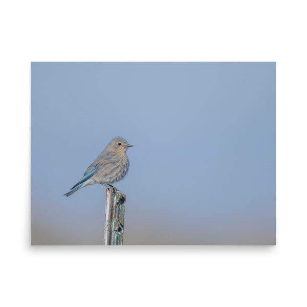 Female Mountain Bluebird! Photo paper poster