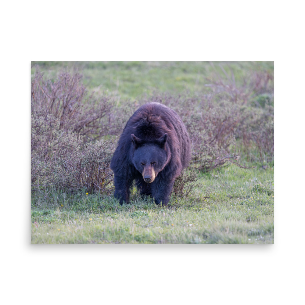 American black bear! Photo paper poster - Image 15