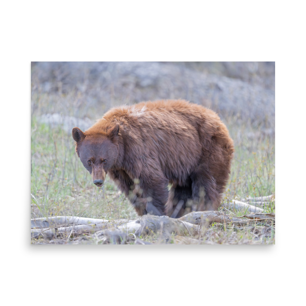 Cinnamon bear! Photo paper poster - Image 13
