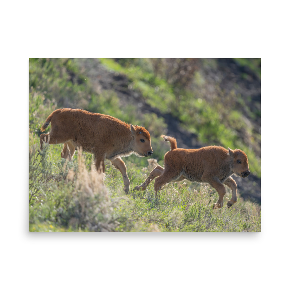 Red Dogs! Photo paper poster - Image 6