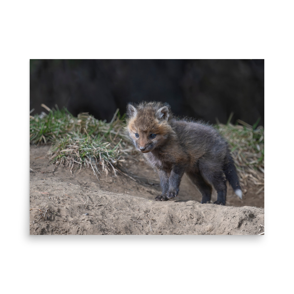 Curious Fox Cub! Photo paper poster - Image 14