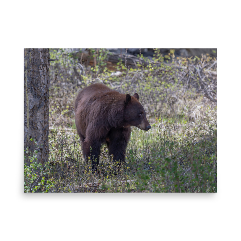 Cinnamon bear! Photo paper poster - Image 15