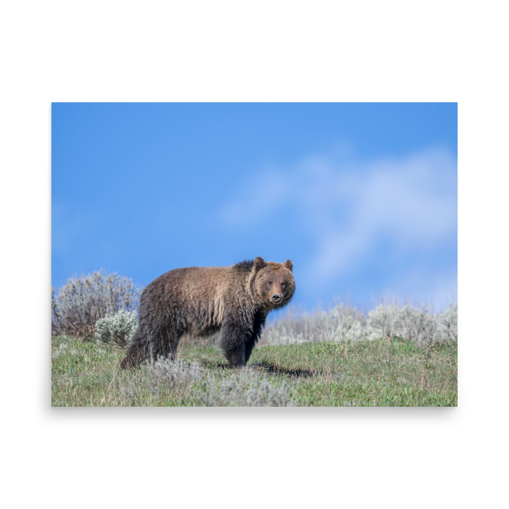 Gentle Brown Eyes in a Blue Sky! Photo paper poster - Image 15