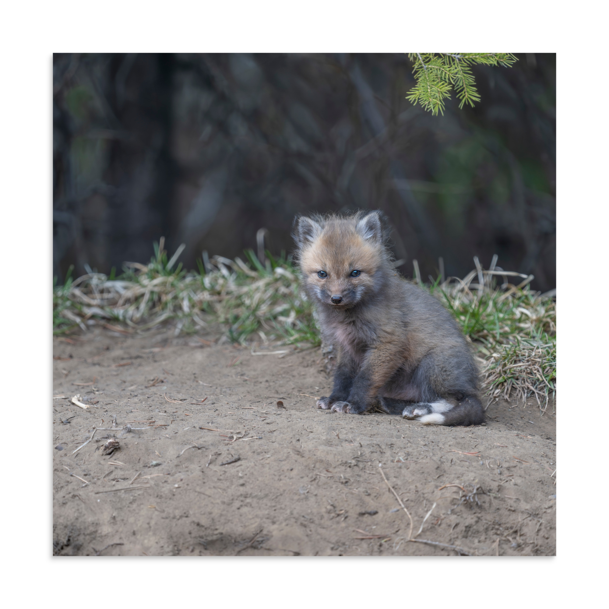 Baby Fox! Photo paper poster - Image 16