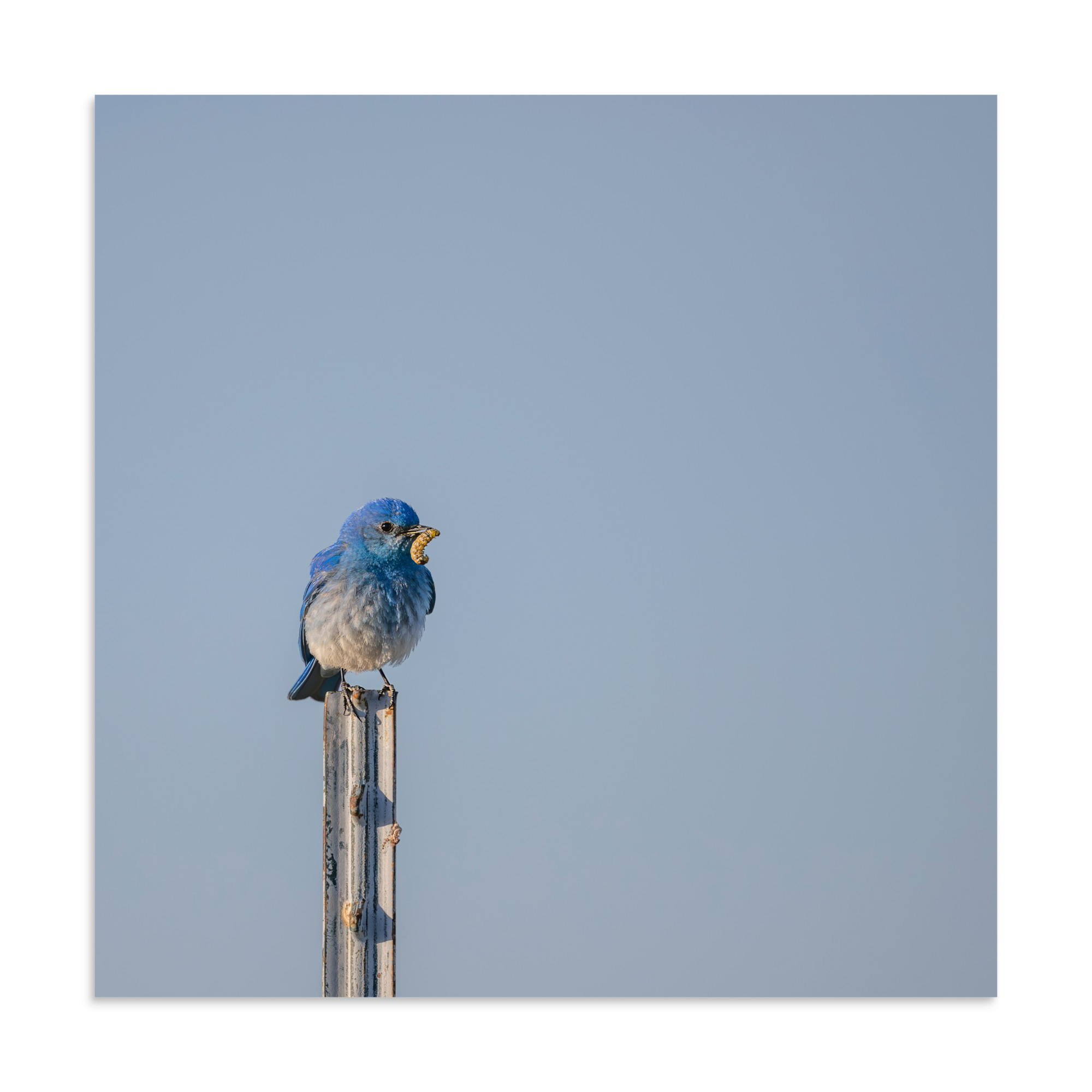 Mountain Blue Bird with food! Photo paper poster - Image 15
