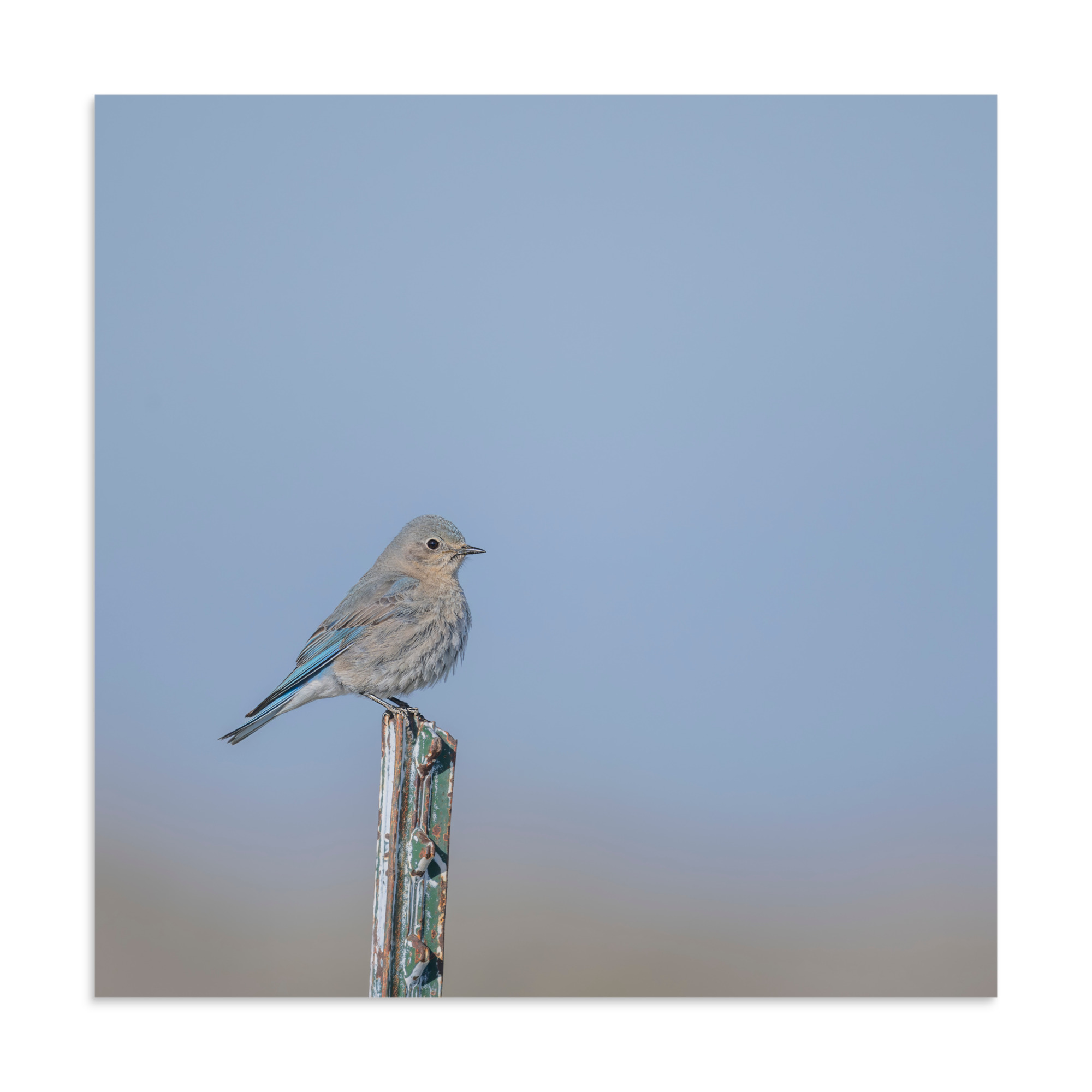Female Mountain Bluebird! Photo paper poster - Image 15