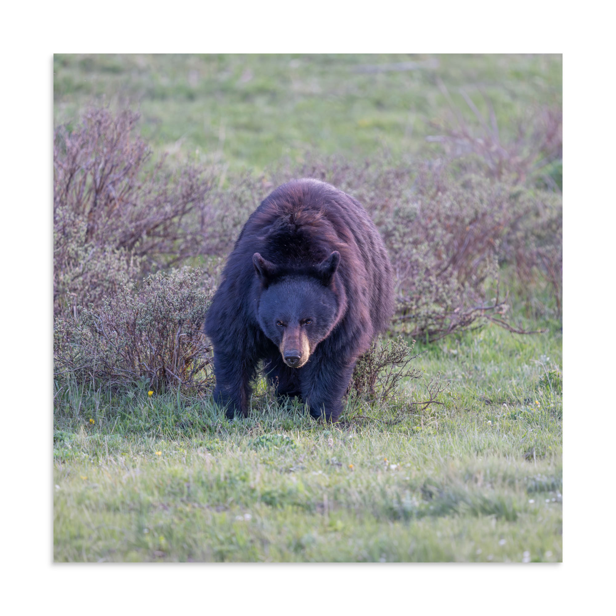 American black bear! Photo paper poster - Image 16