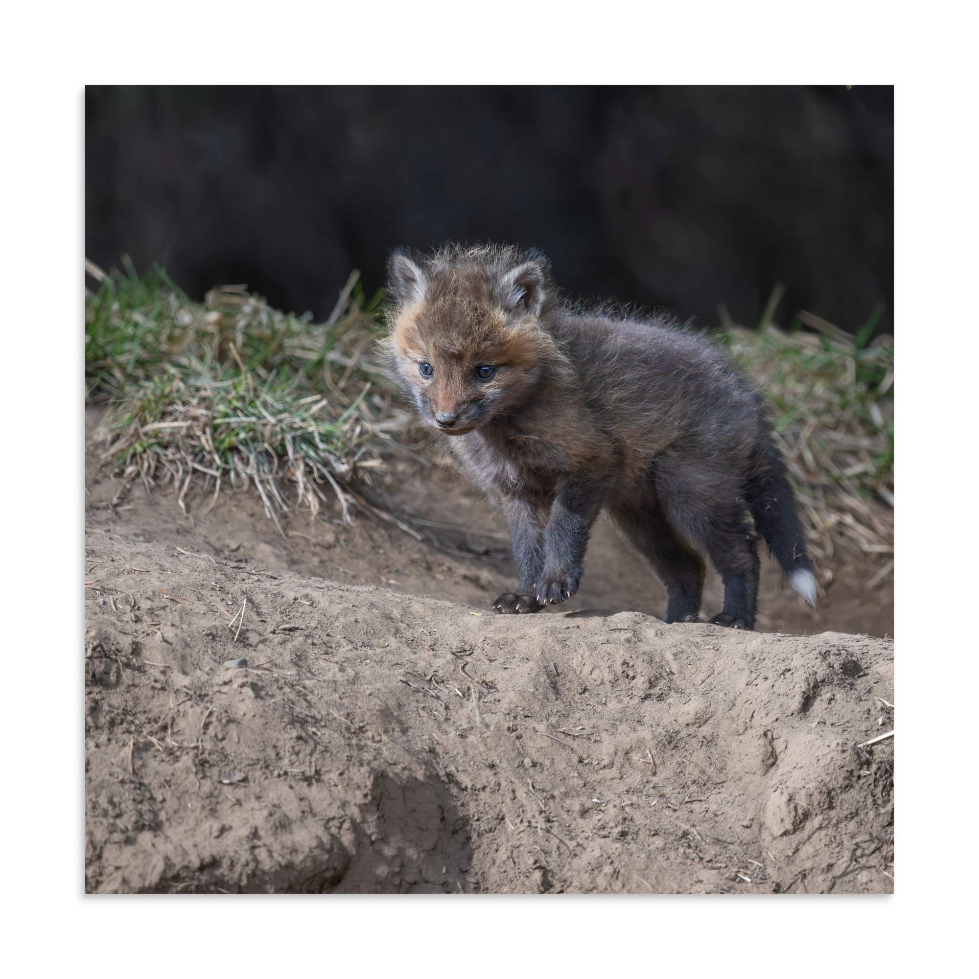 Curious Fox Cub! Photo paper poster - Image 15