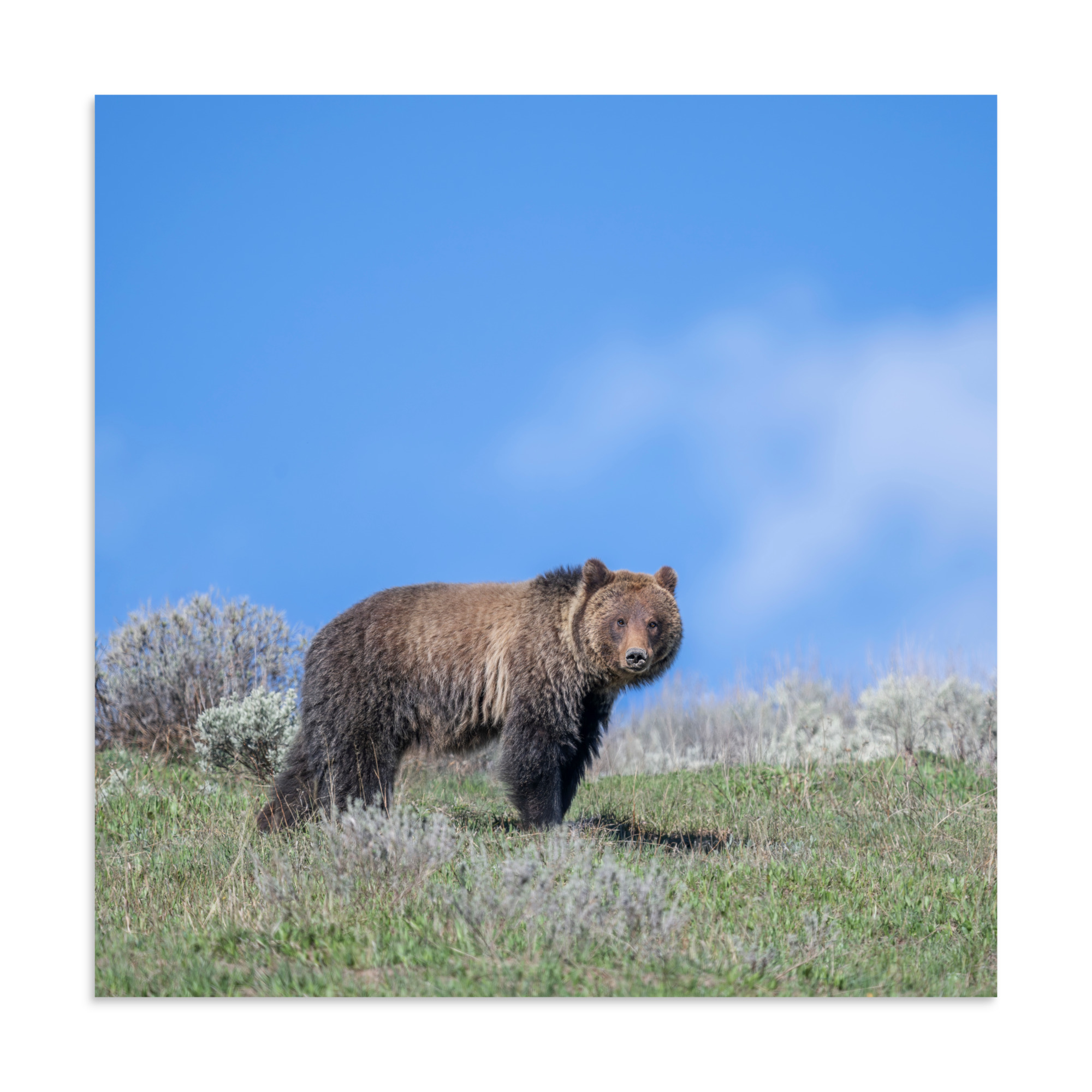 Gentle Brown Eyes in a Blue Sky! Photo paper poster - Image 16
