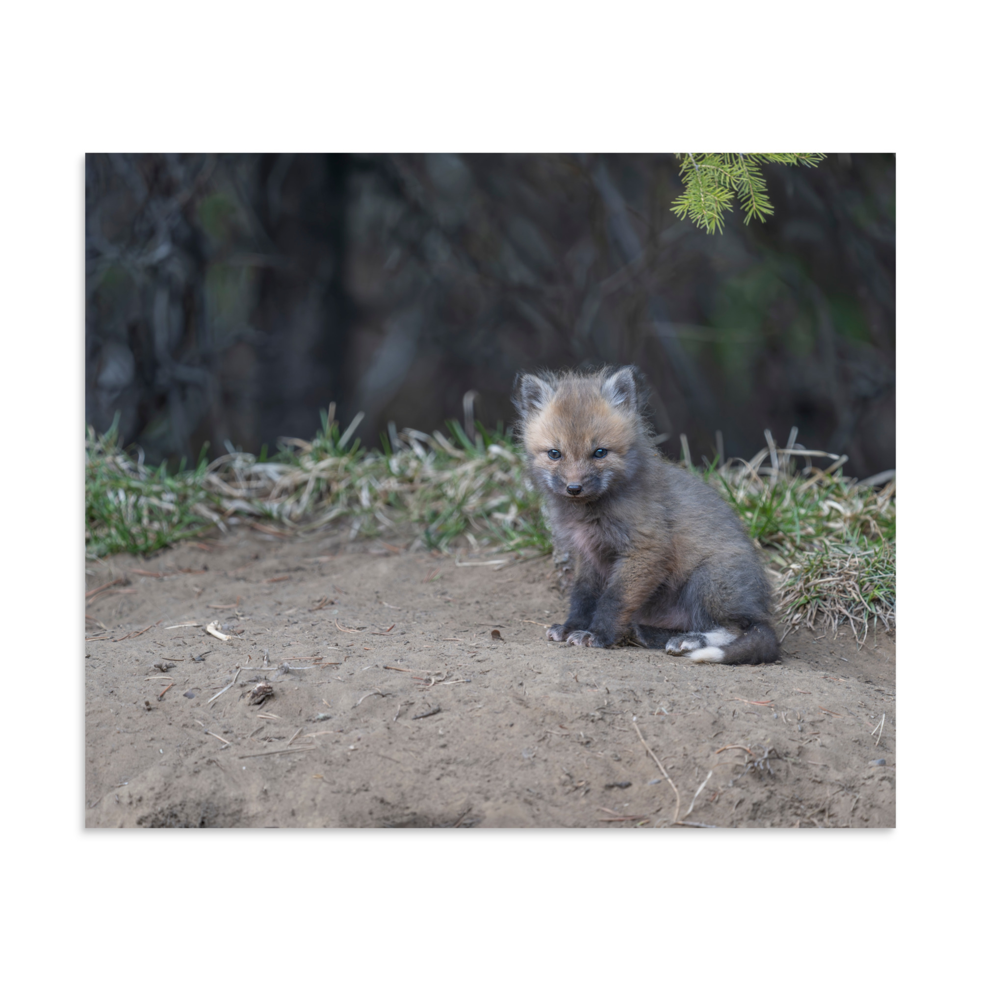 Baby Fox! Photo paper poster - Image 17