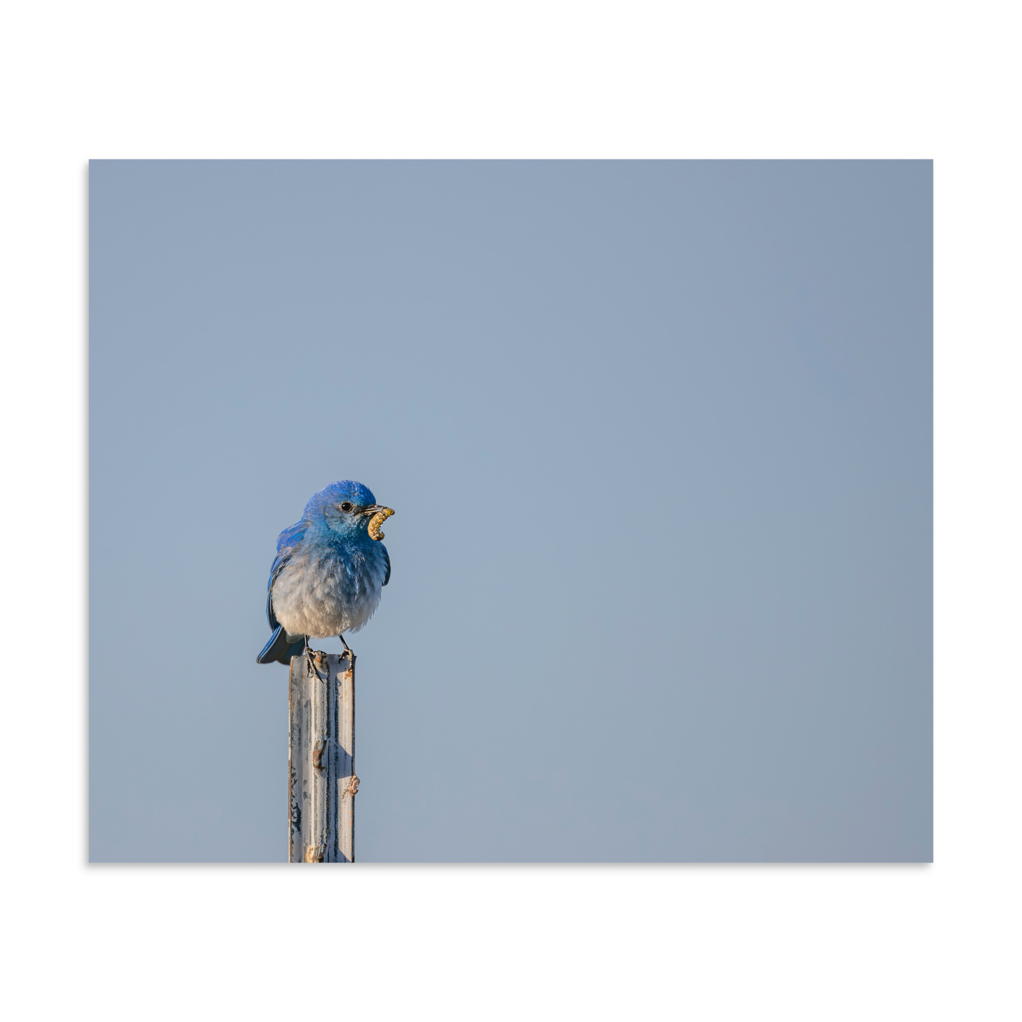 Mountain Blue Bird with food! Photo paper poster - Image 16
