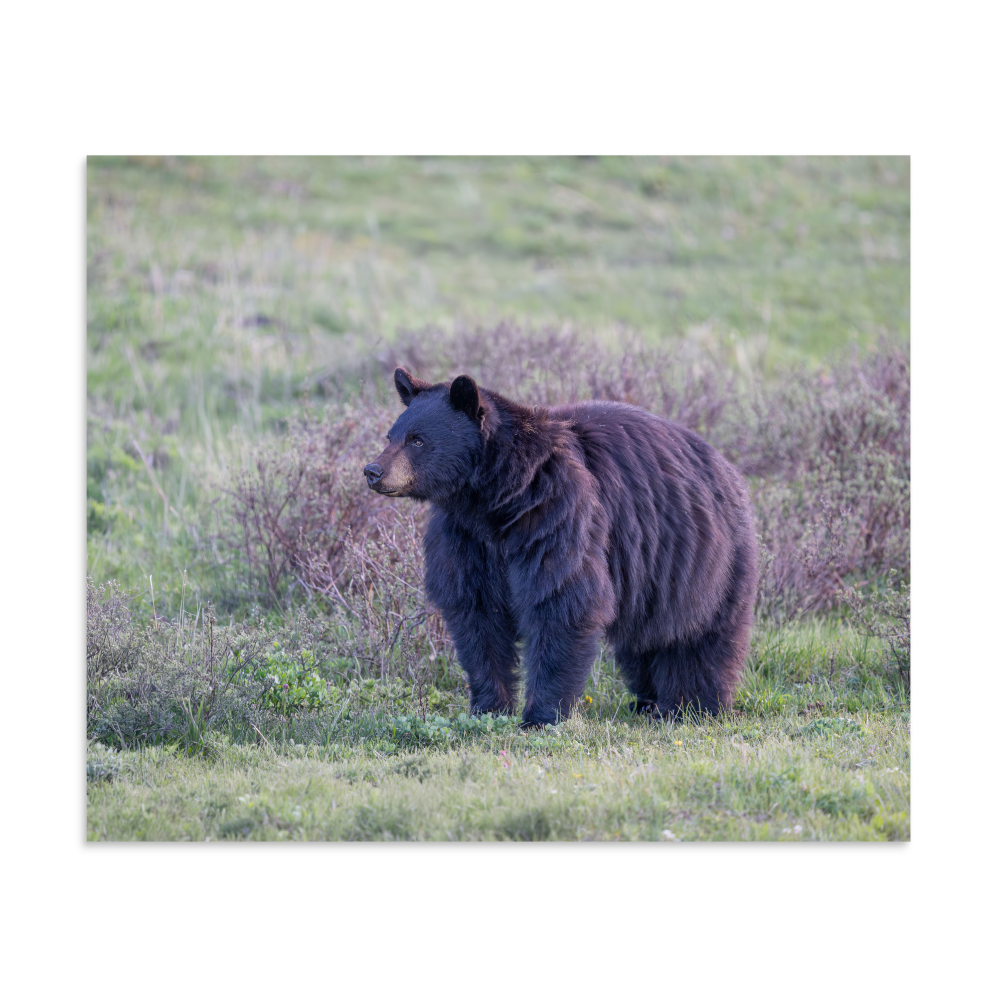 American black bear! Photo paper poster - Image 17