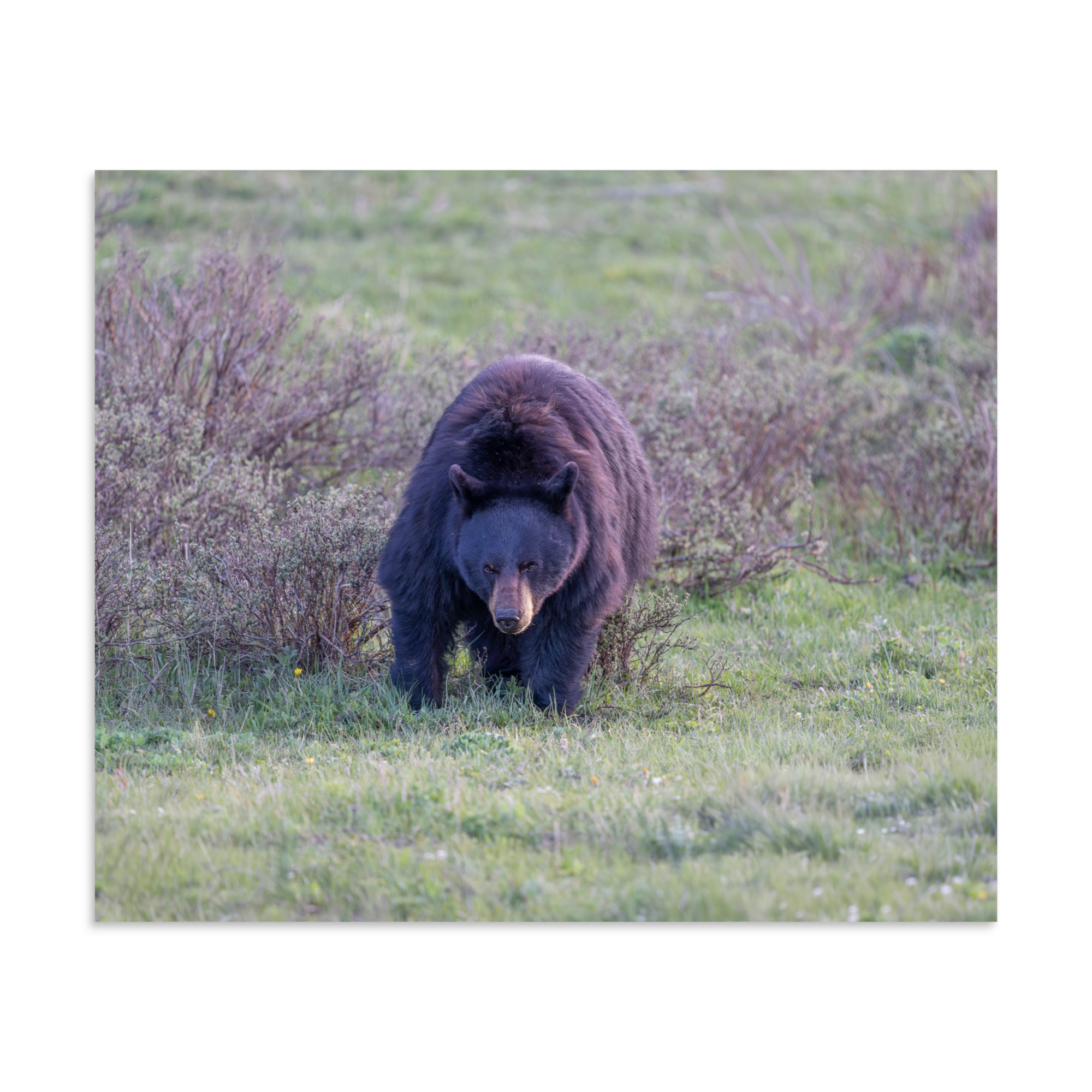 American black bear! Photo paper poster - Image 17