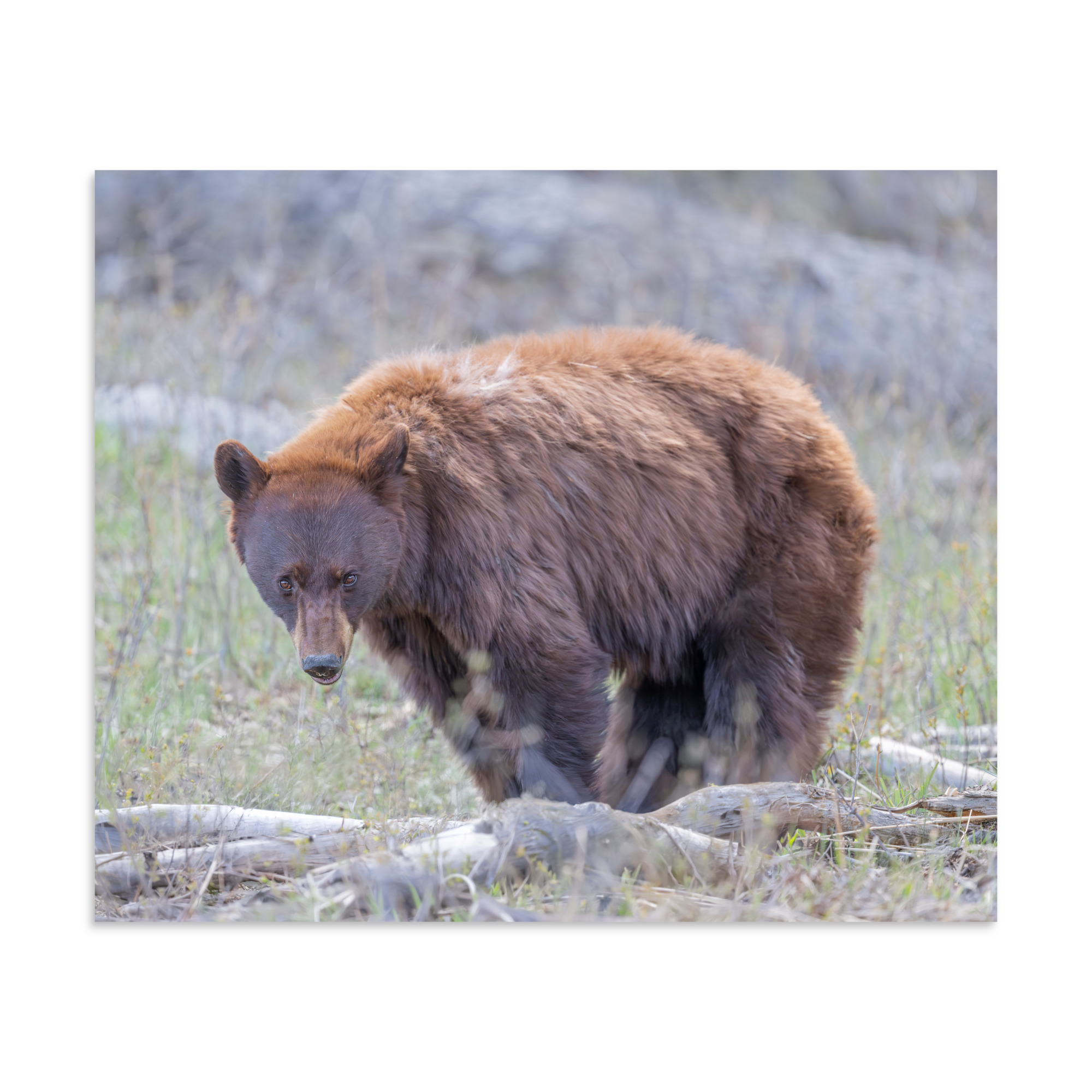 Cinnamon bear! Photo paper poster - Image 15