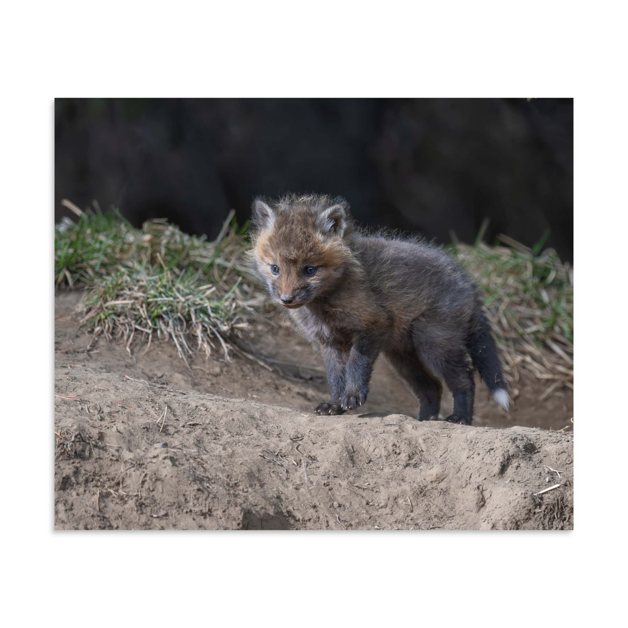 Curious Fox Cub! Photo paper poster - Image 16
