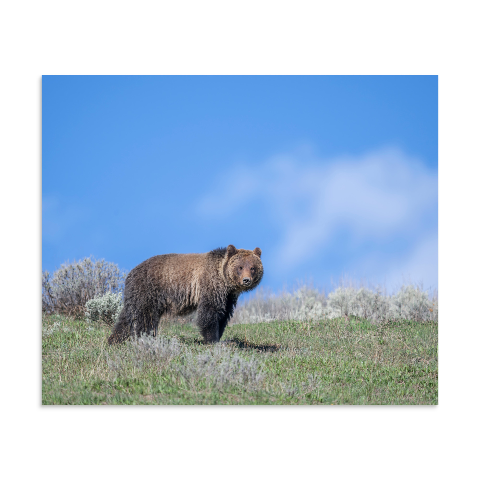 Gentle Brown Eyes in a Blue Sky! Photo paper poster - Image 17