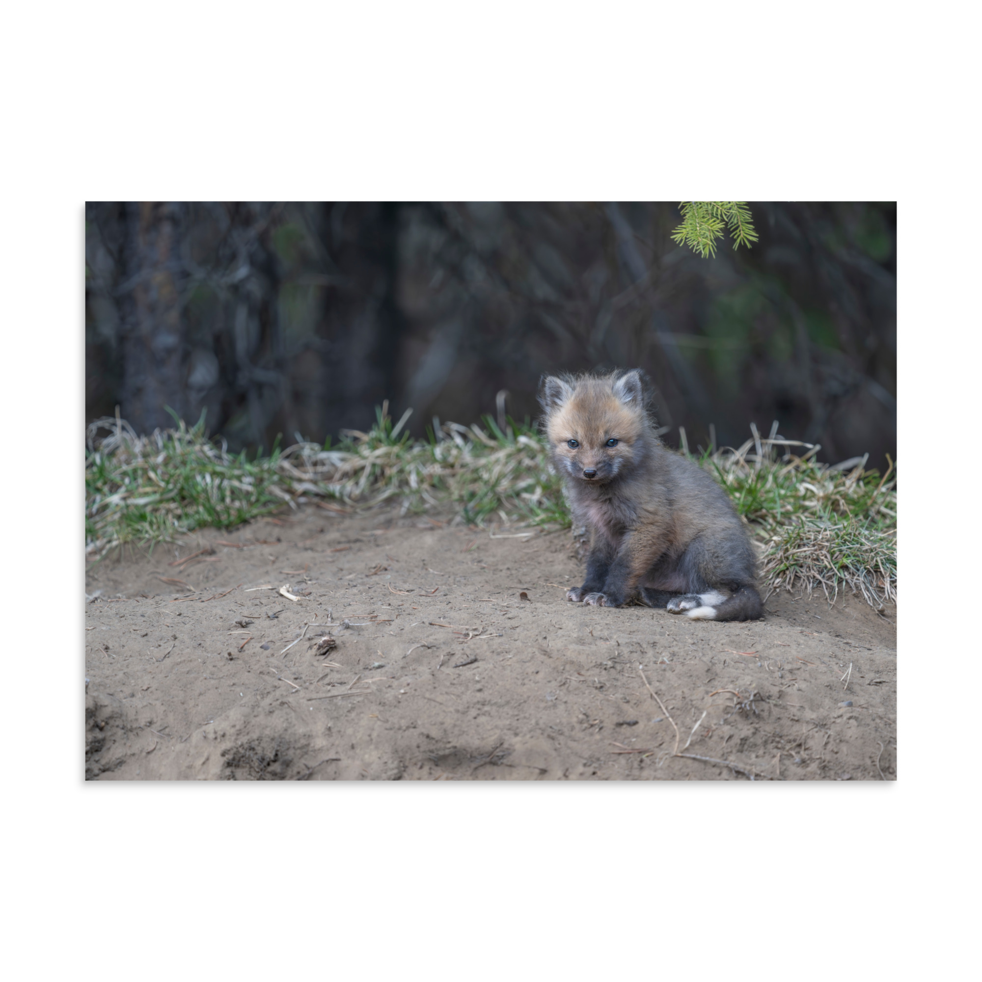 Baby Fox! Photo paper poster - Image 18