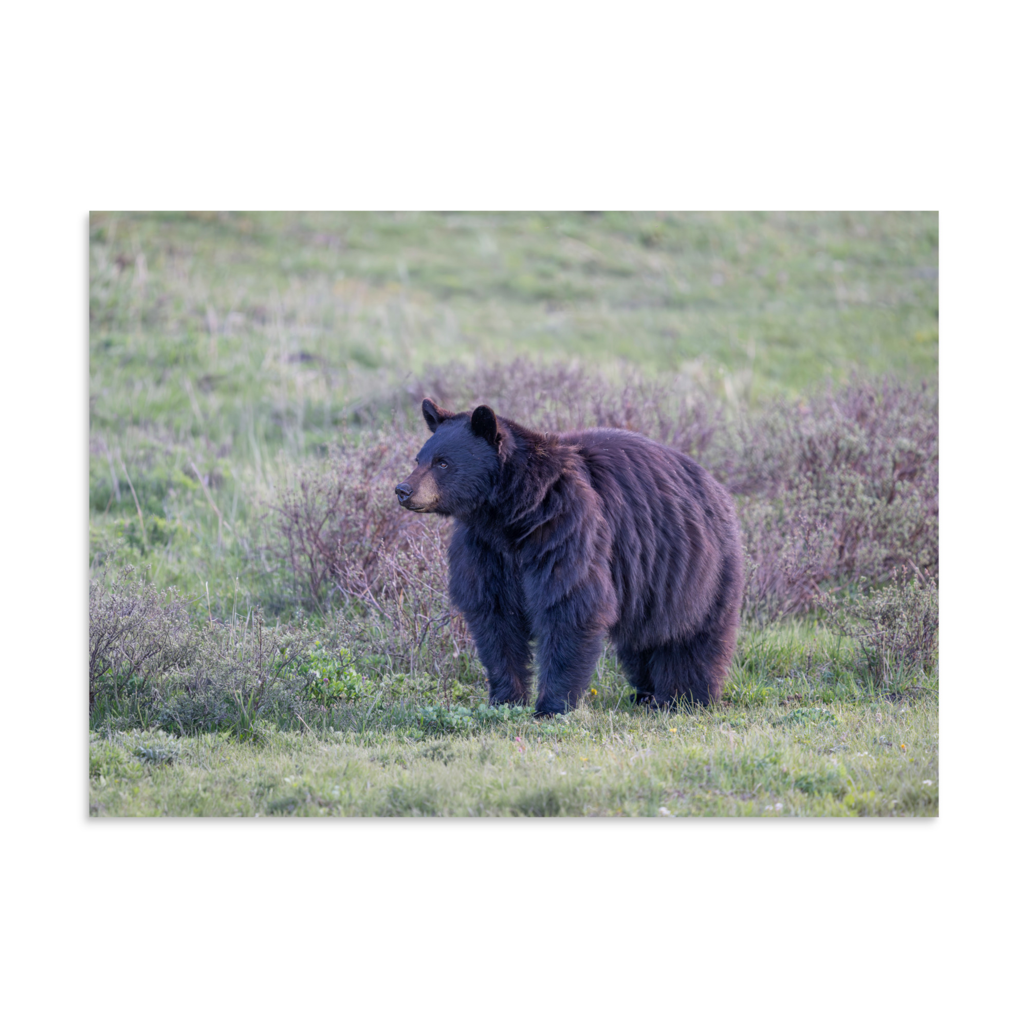American black bear! Photo paper poster - Image 18