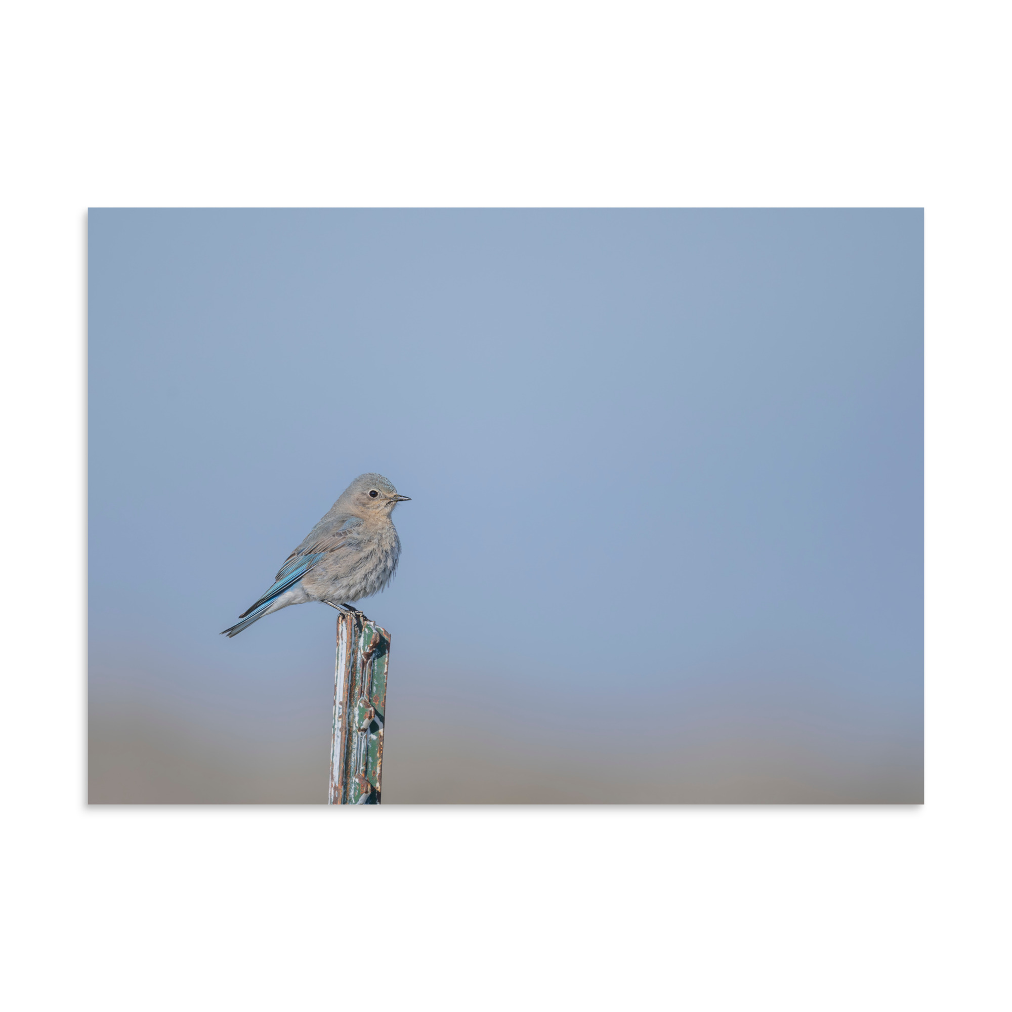 Female Mountain Bluebird! Photo paper poster - Image 17