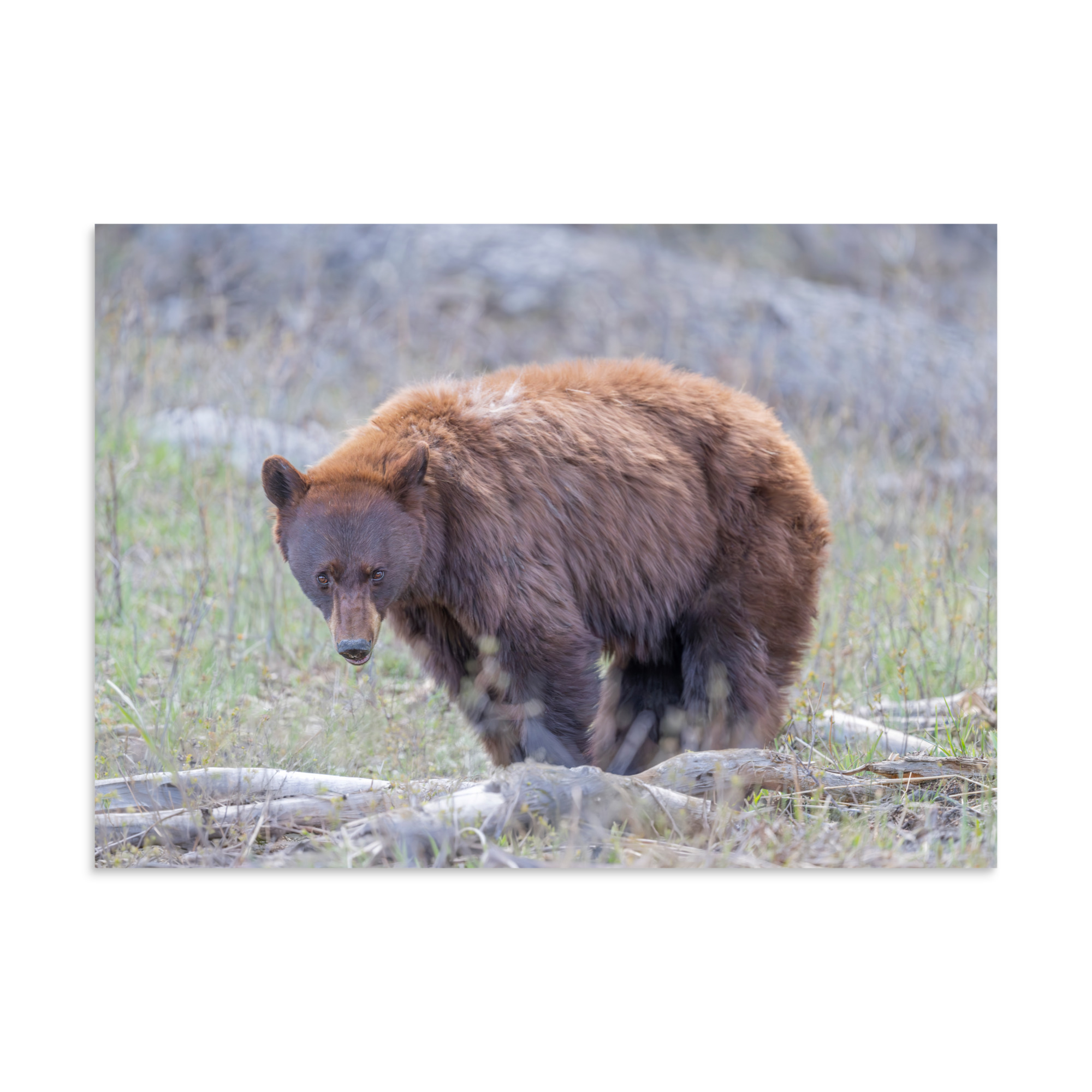 Cinnamon bear! Photo paper poster - Image 16