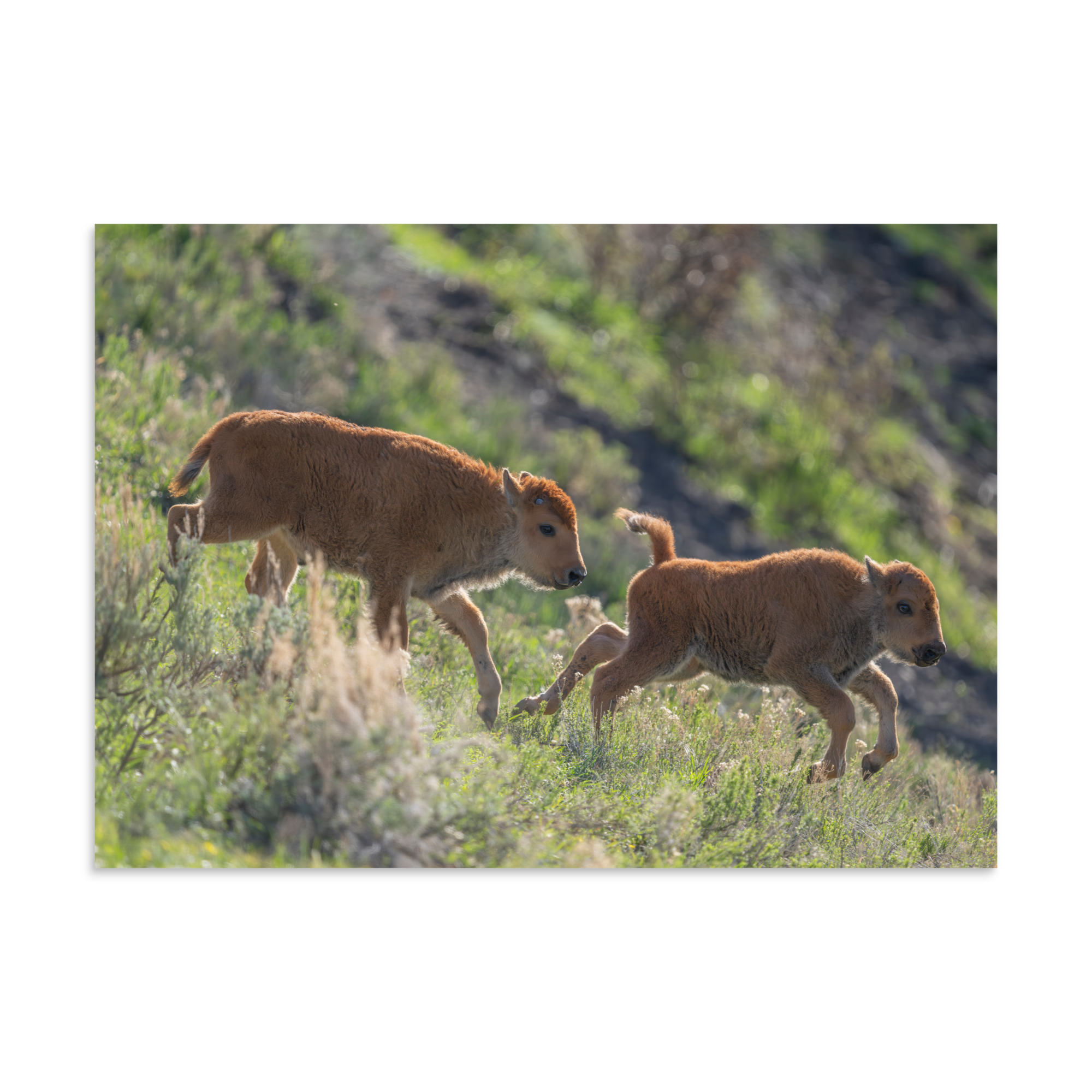 Red Dogs! Photo paper poster - Image 7