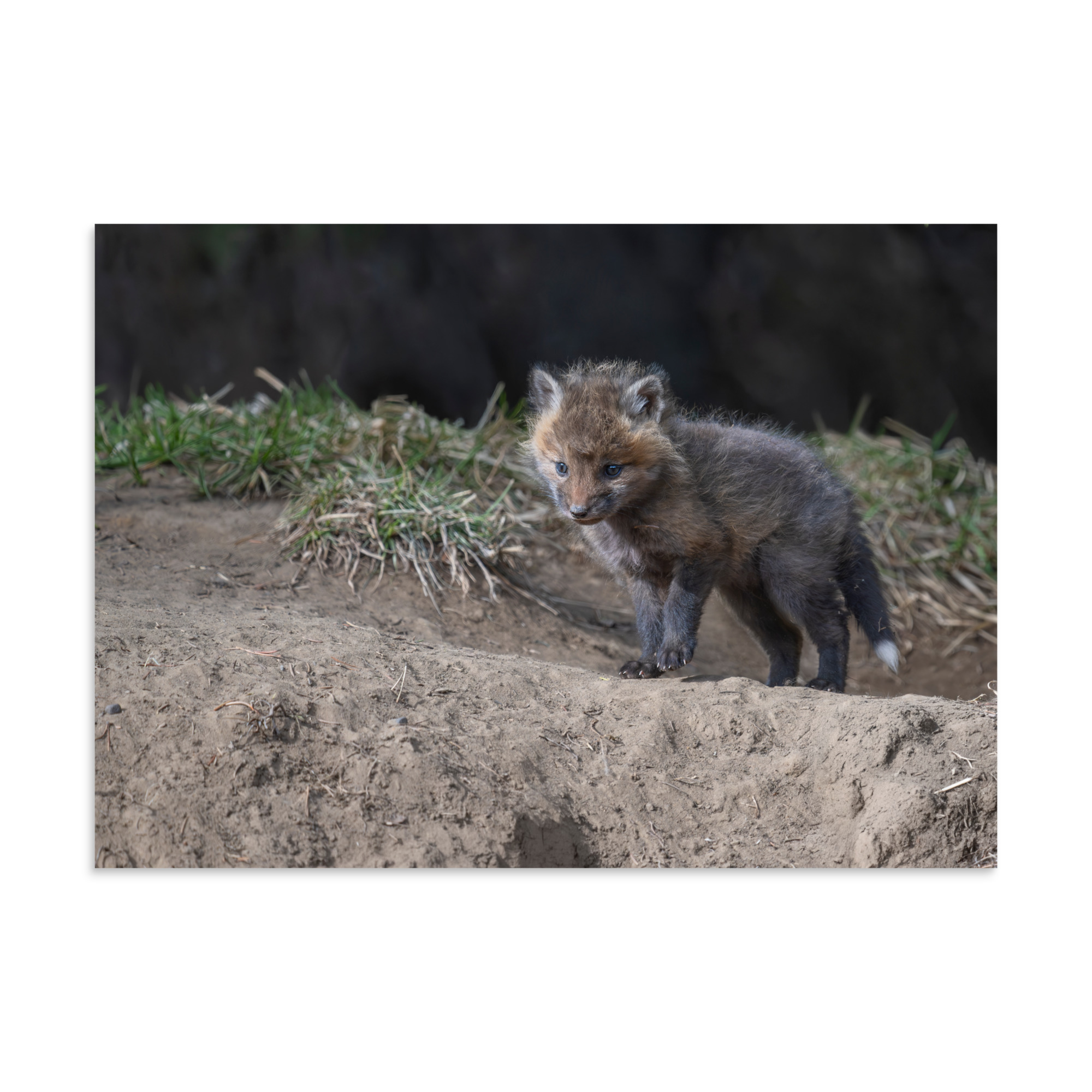 Curious Fox Cub! Photo paper poster - Image 17