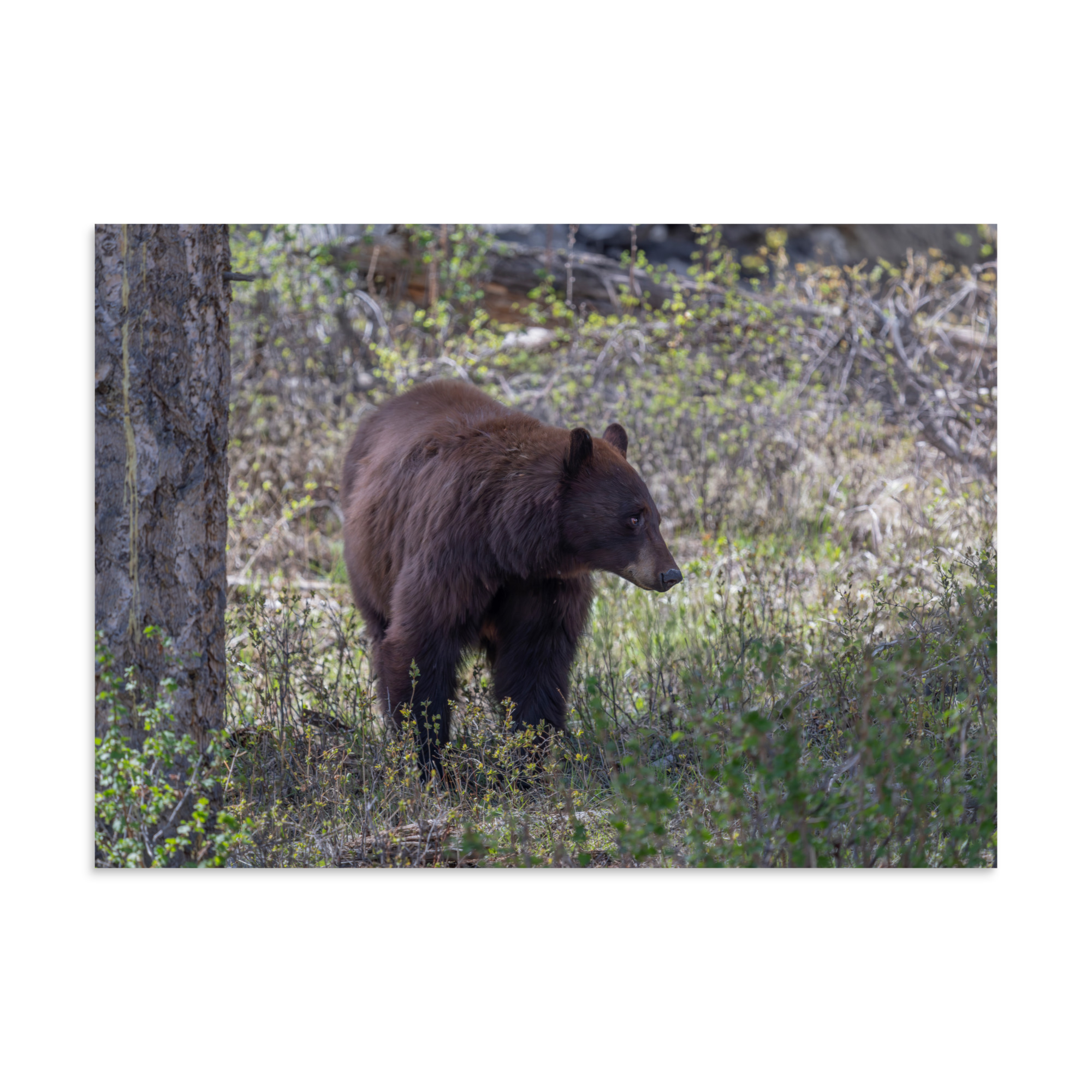 Cinnamon bear! Photo paper poster - Image 18