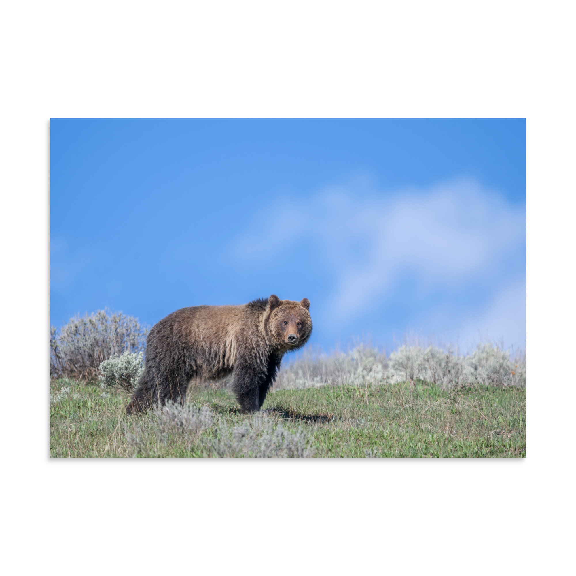 Gentle Brown Eyes in a Blue Sky! Photo paper poster - Image 18