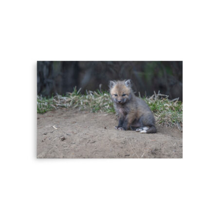 Baby Fox! Photo paper poster