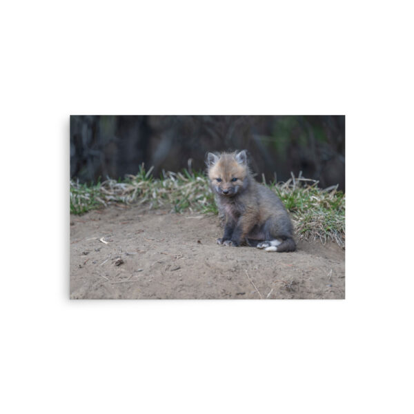 Baby Fox! Photo paper poster