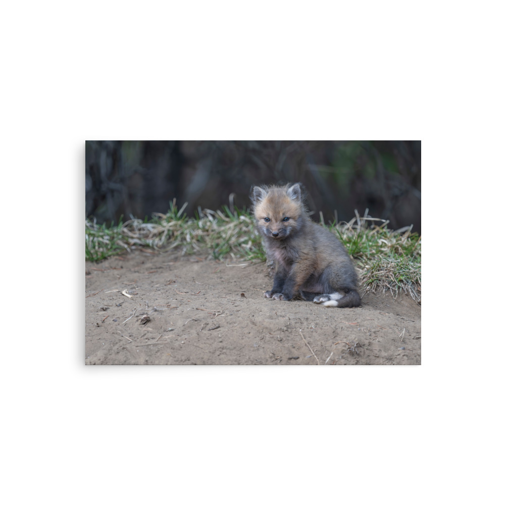 Baby Fox! Photo paper poster