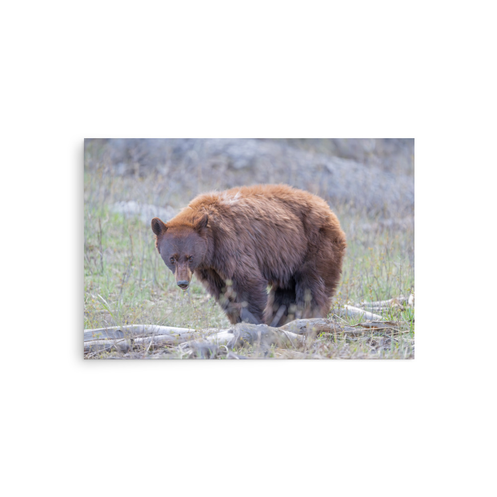 Cinnamon bear! Photo paper poster - Image 2