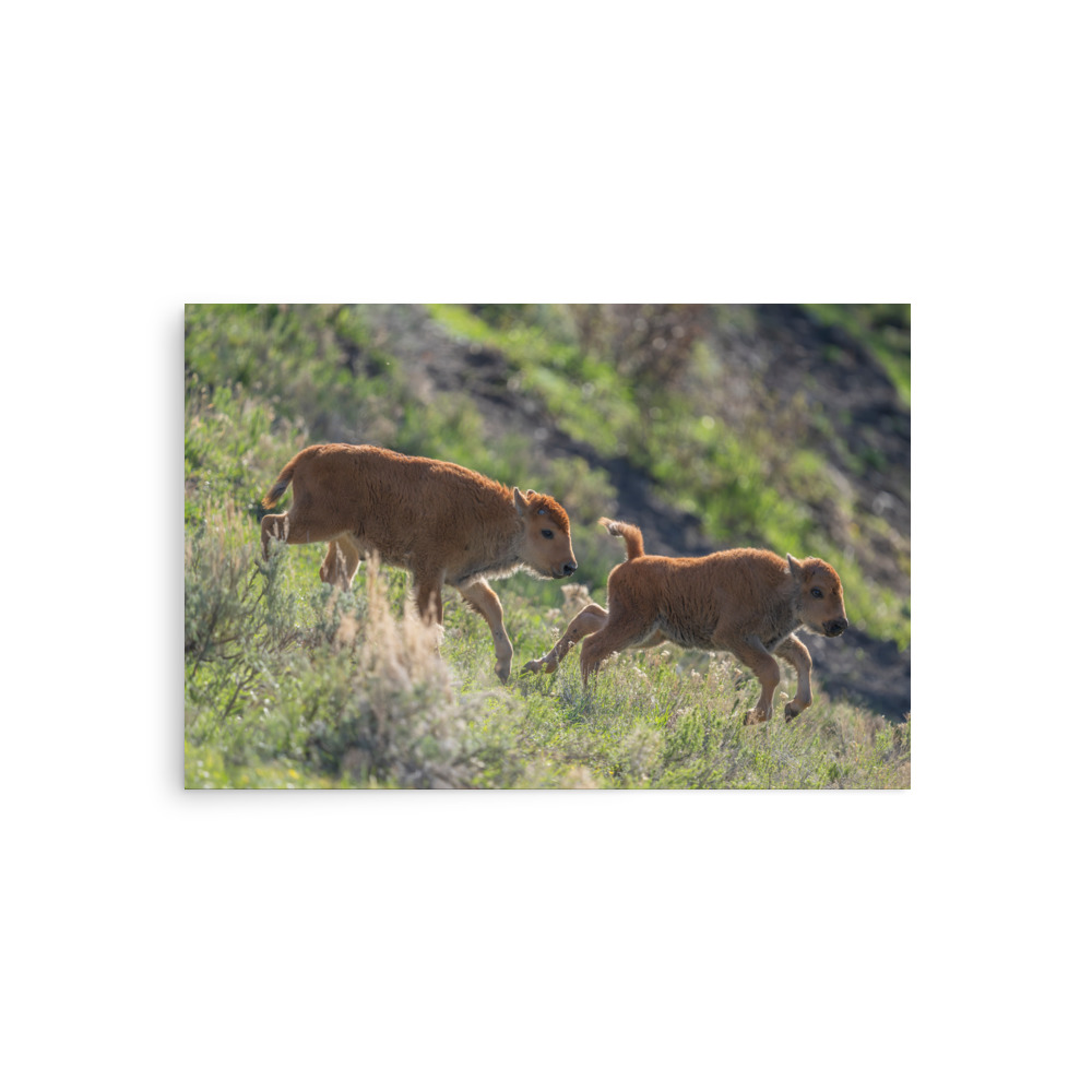 Red Dogs! Photo paper poster