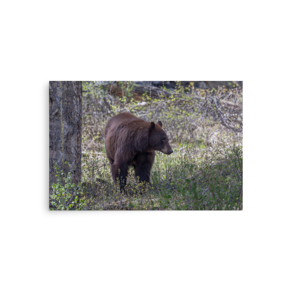Cinnamon bear! Photo paper poster - Image 2
