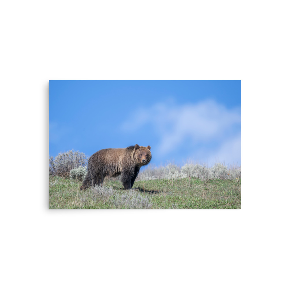Gentle Brown Eyes in a Blue Sky! Photo paper poster - Image 2