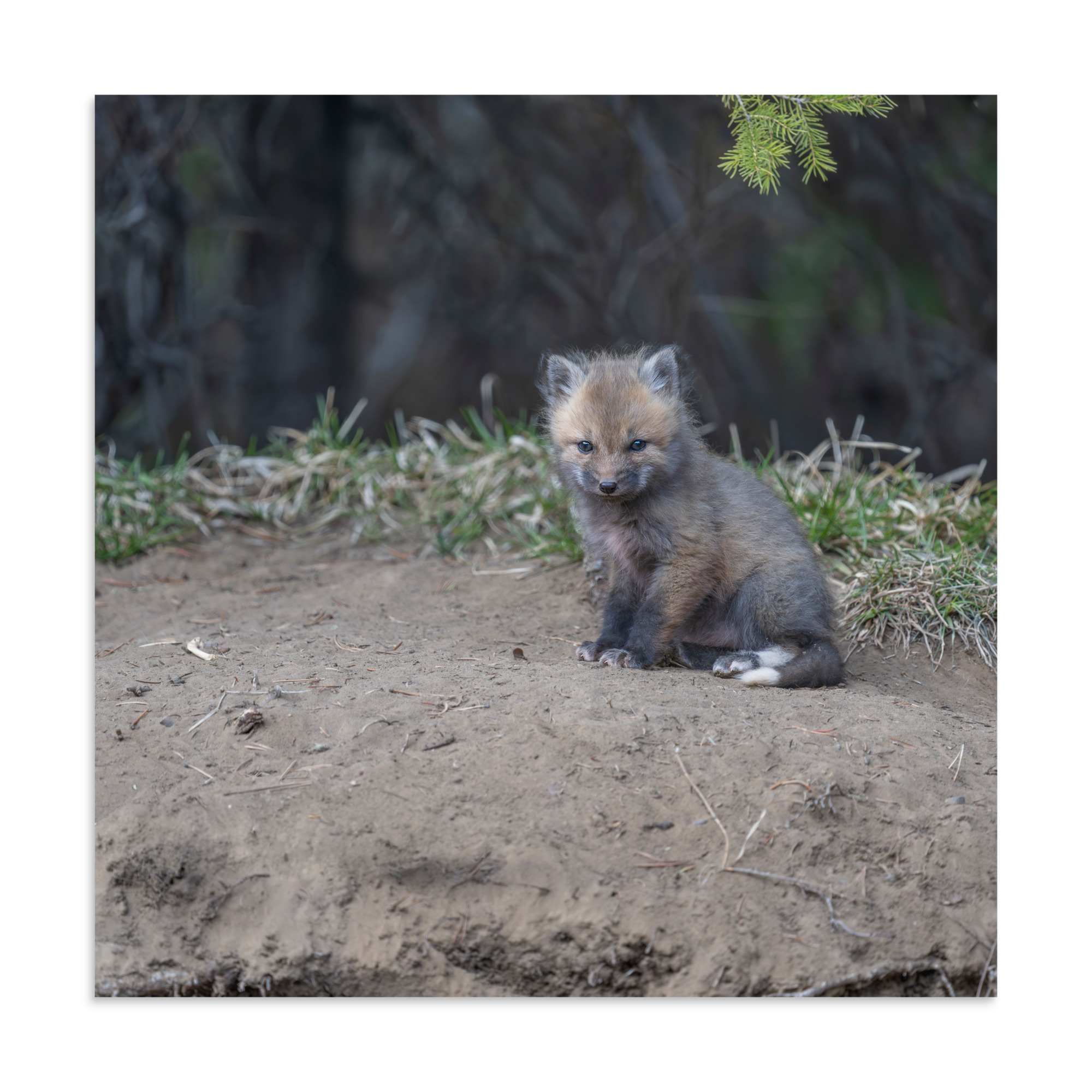 Baby Fox! Photo paper poster - Image 19
