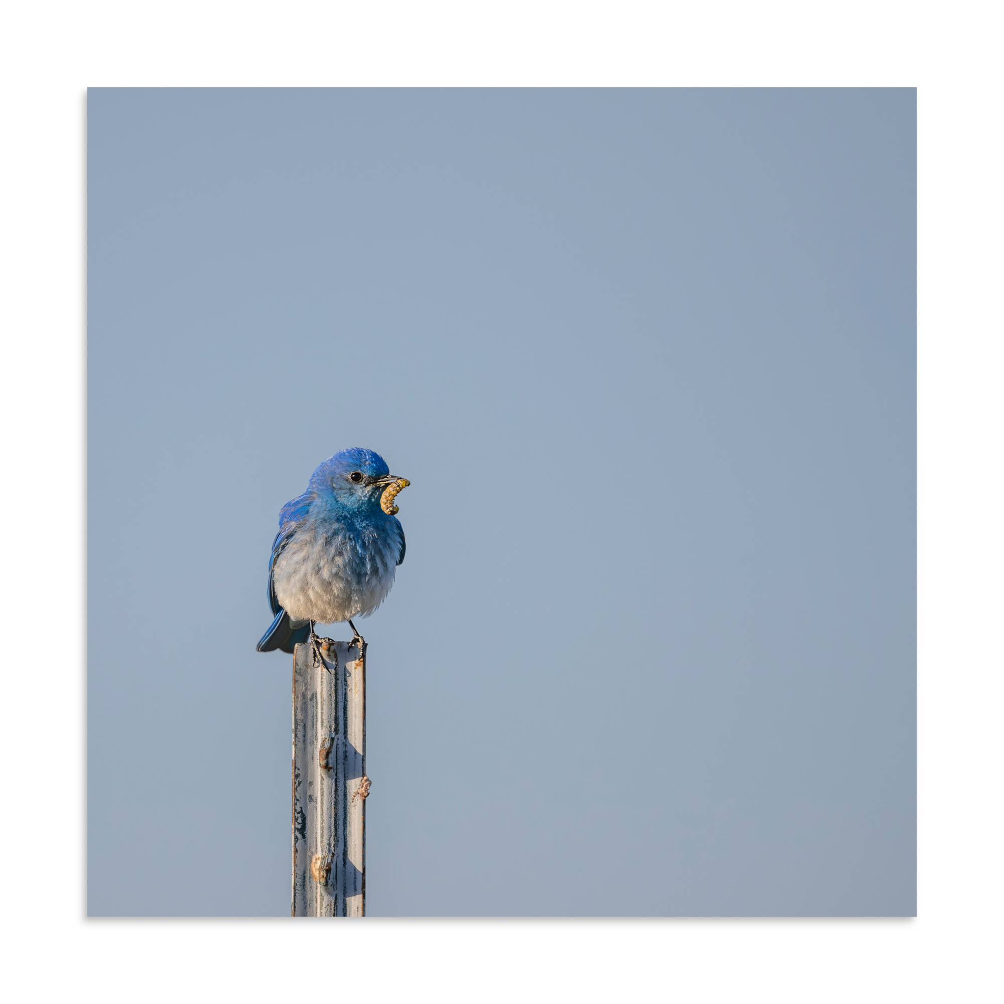 Mountain Blue Bird with food! Photo paper poster - Image 18
