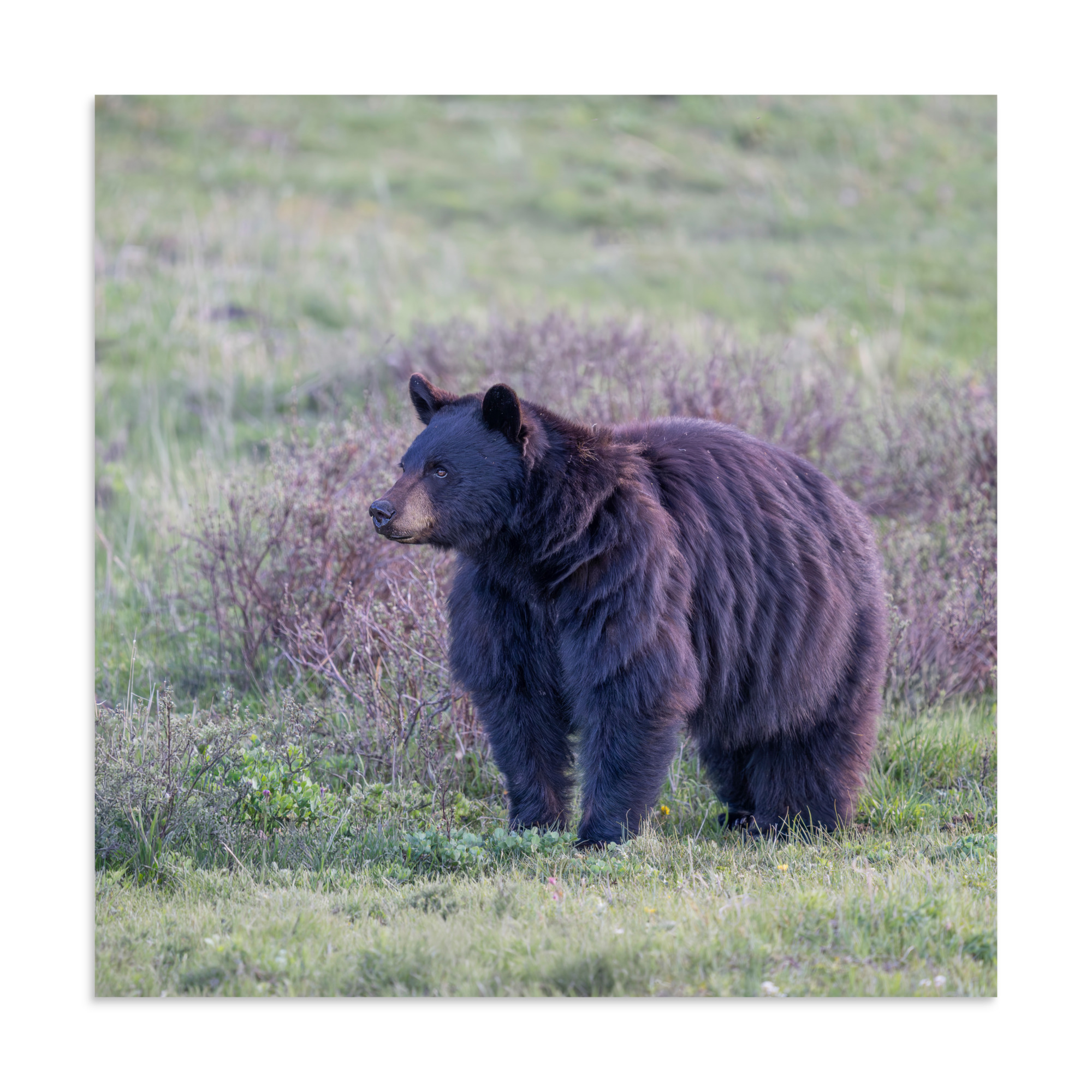 American black bear! Photo paper poster - Image 19