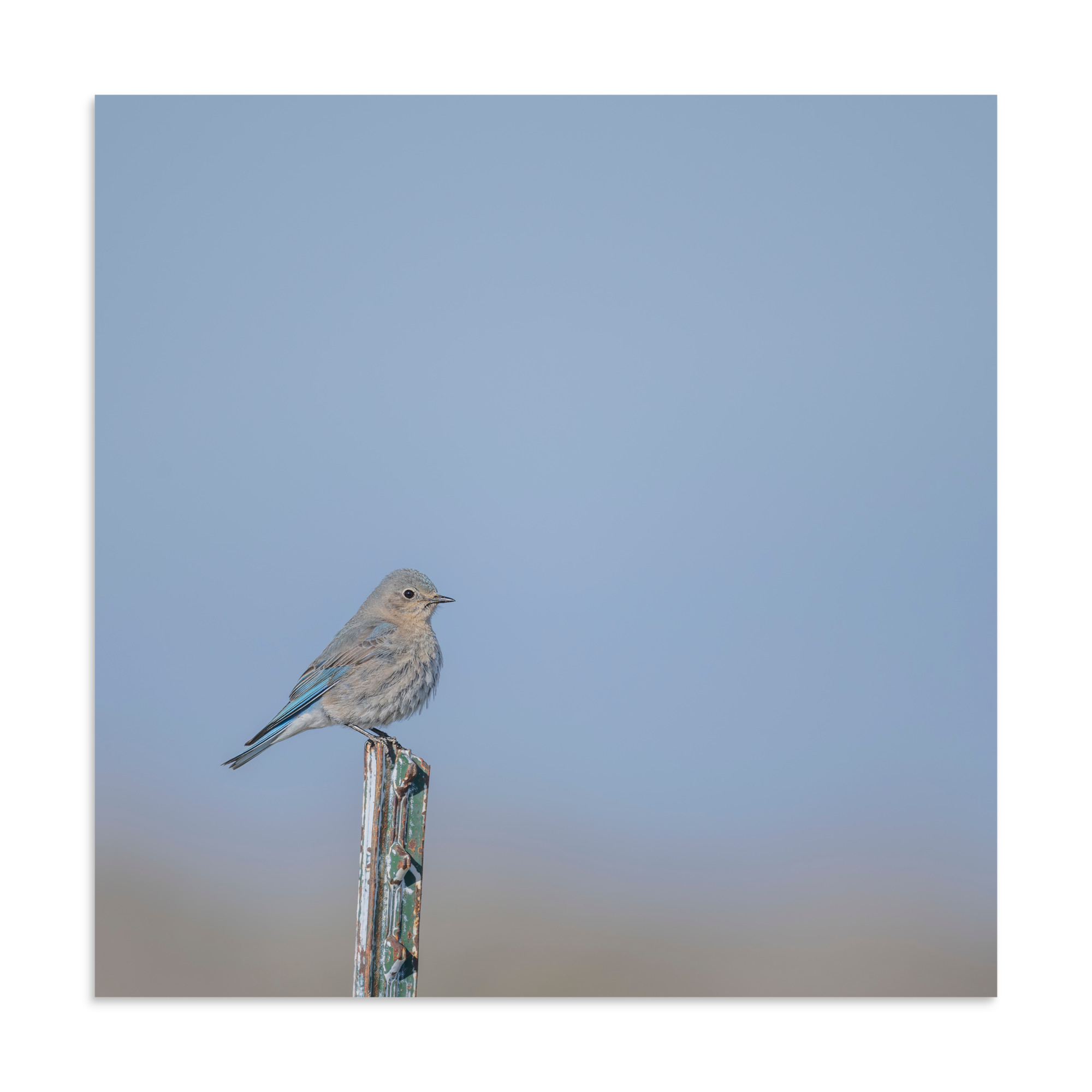 Female Mountain Bluebird! Photo paper poster - Image 18