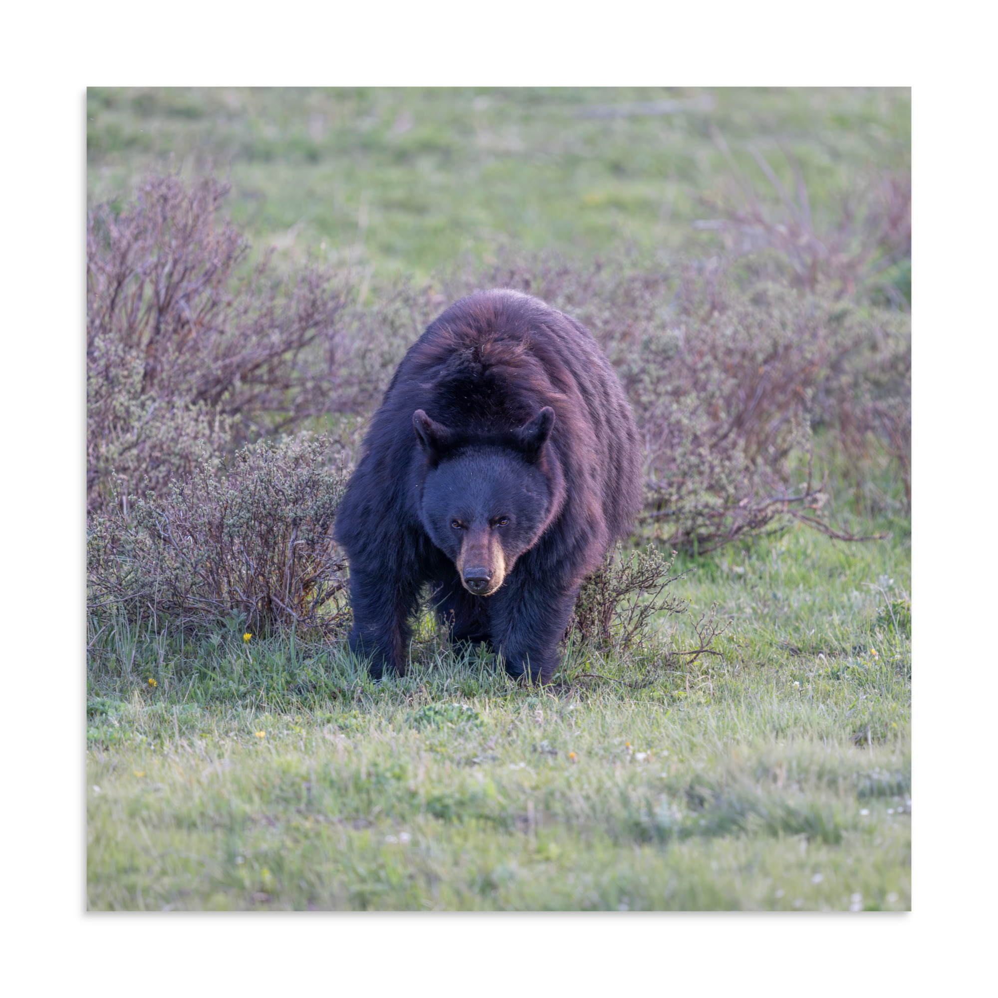 American black bear! Photo paper poster - Image 19
