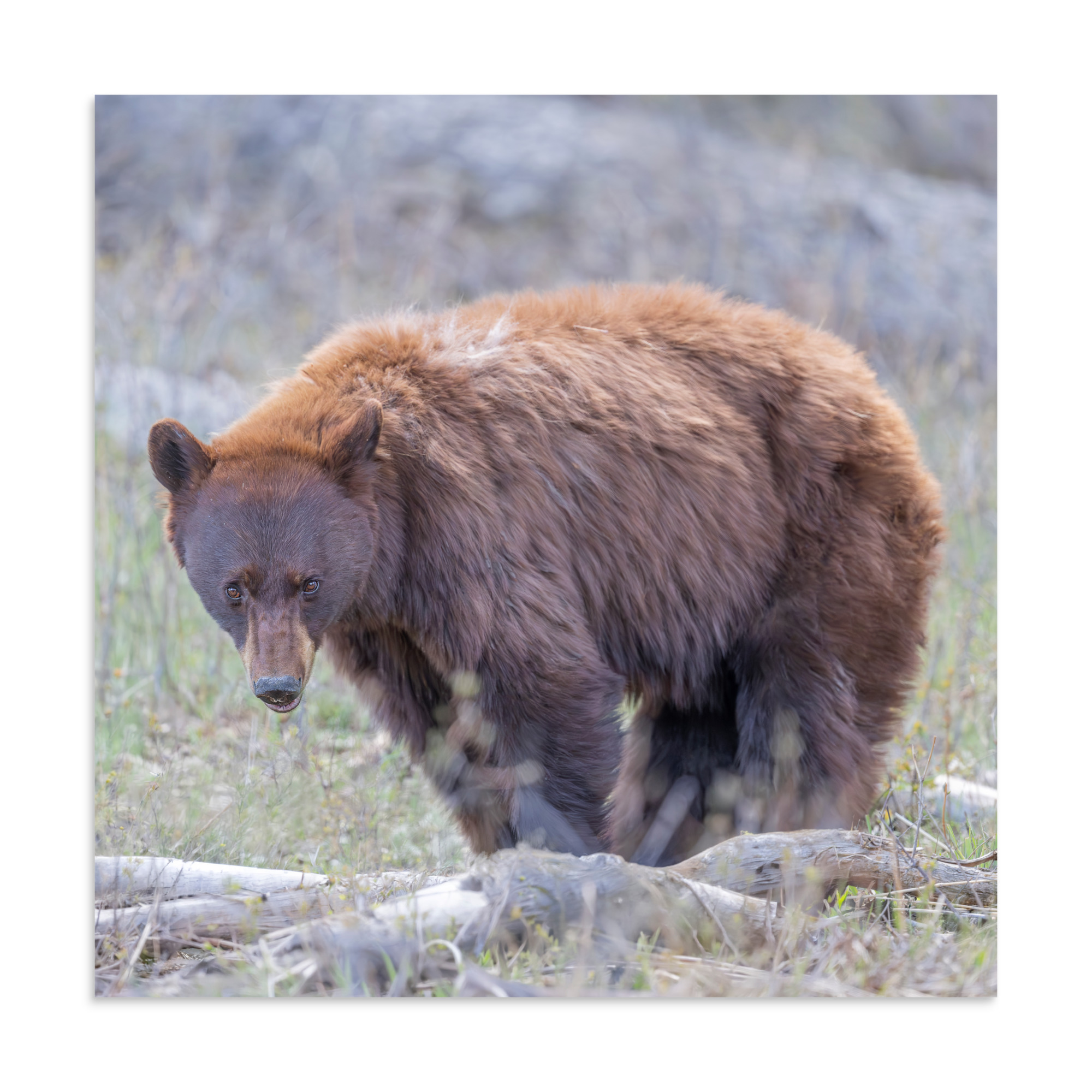Cinnamon bear! Photo paper poster - Image 17