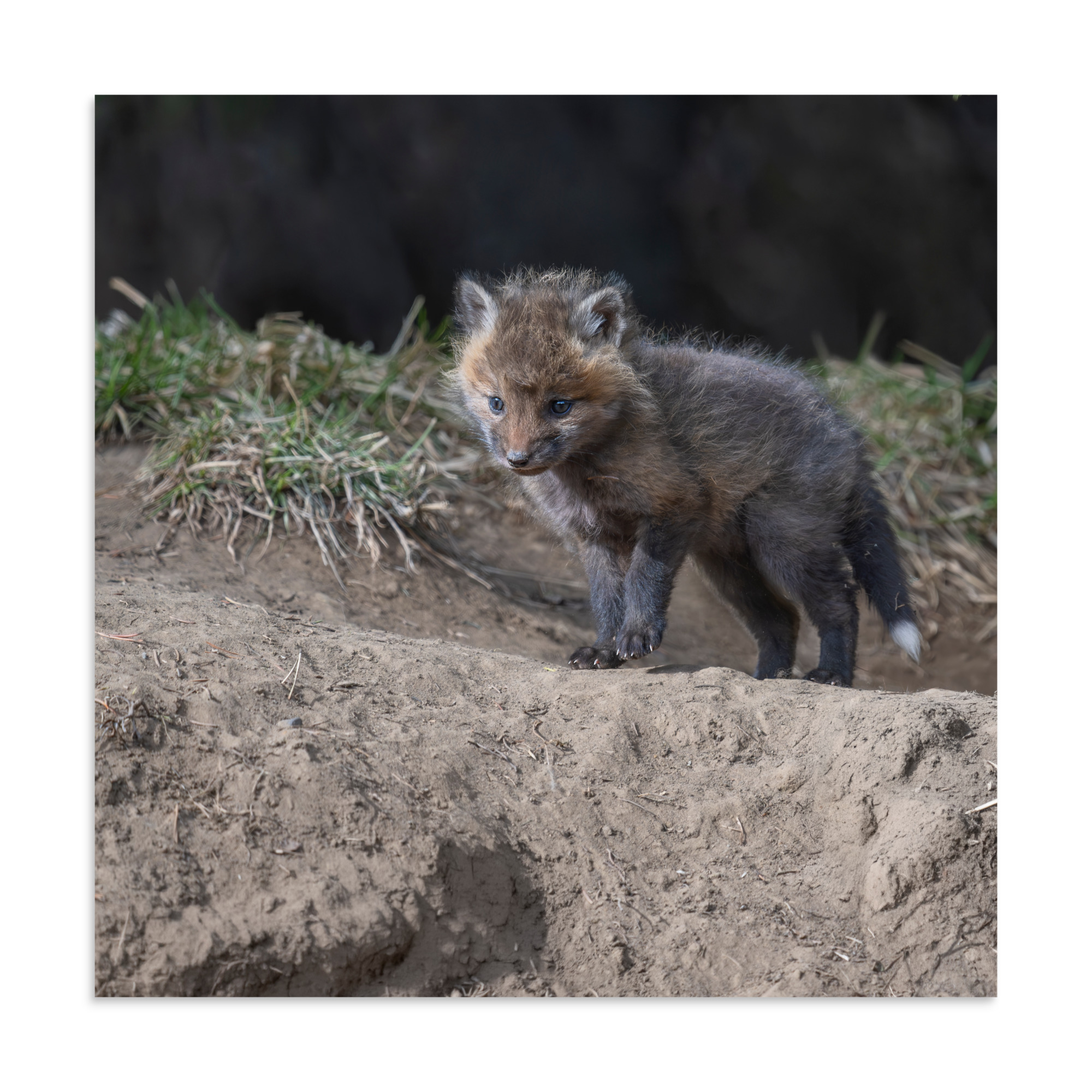 Curious Fox Cub! Photo paper poster - Image 18