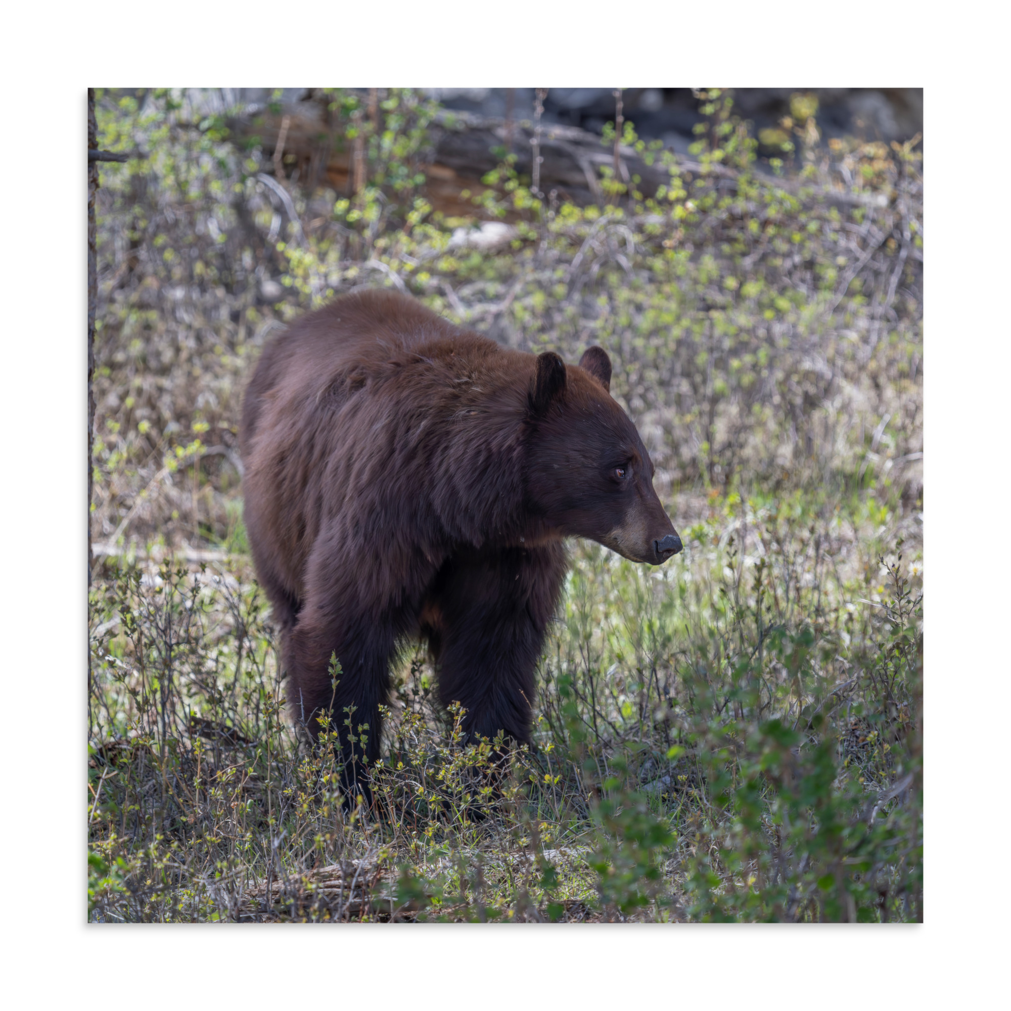 Cinnamon bear! Photo paper poster - Image 19