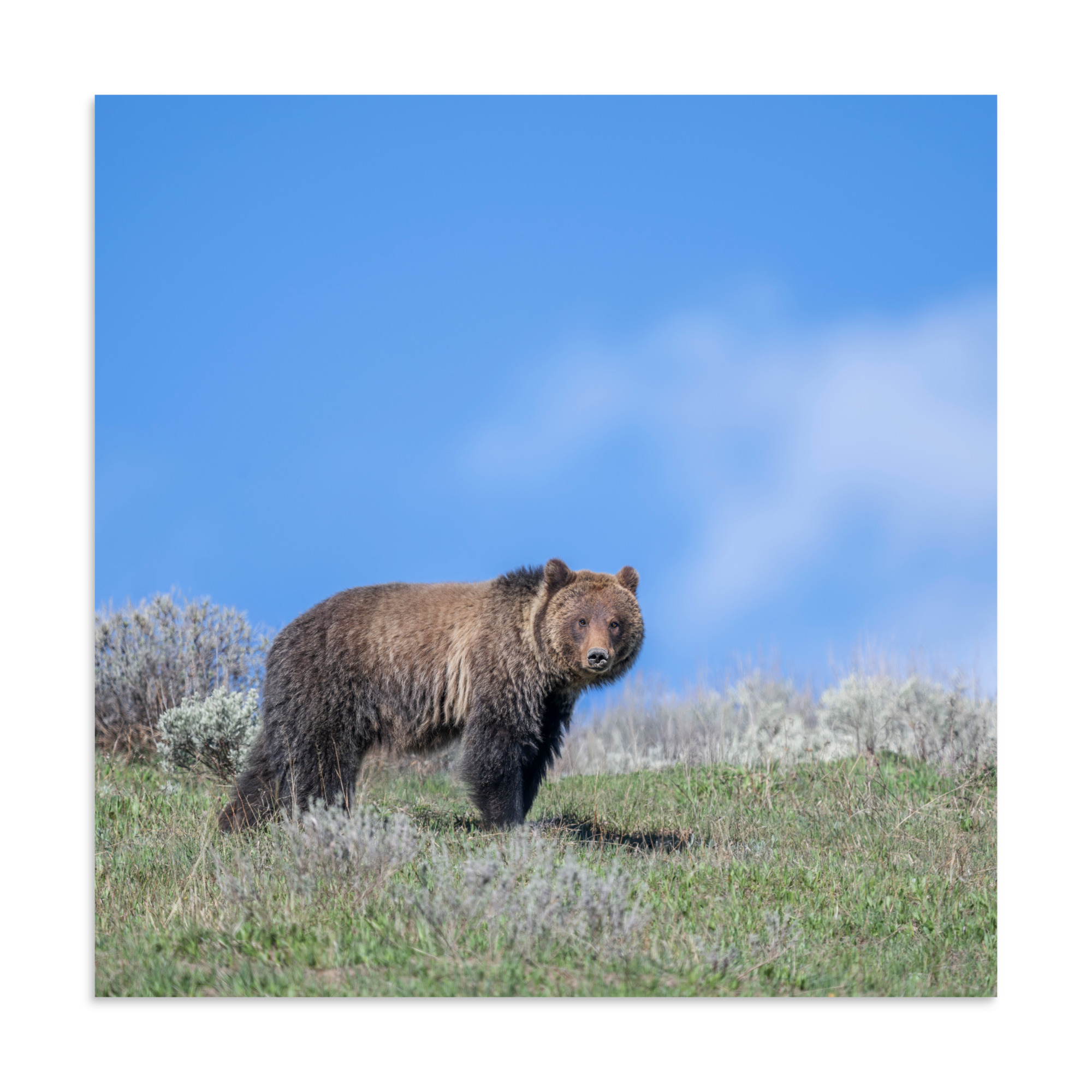 Gentle Brown Eyes in a Blue Sky! Photo paper poster - Image 19