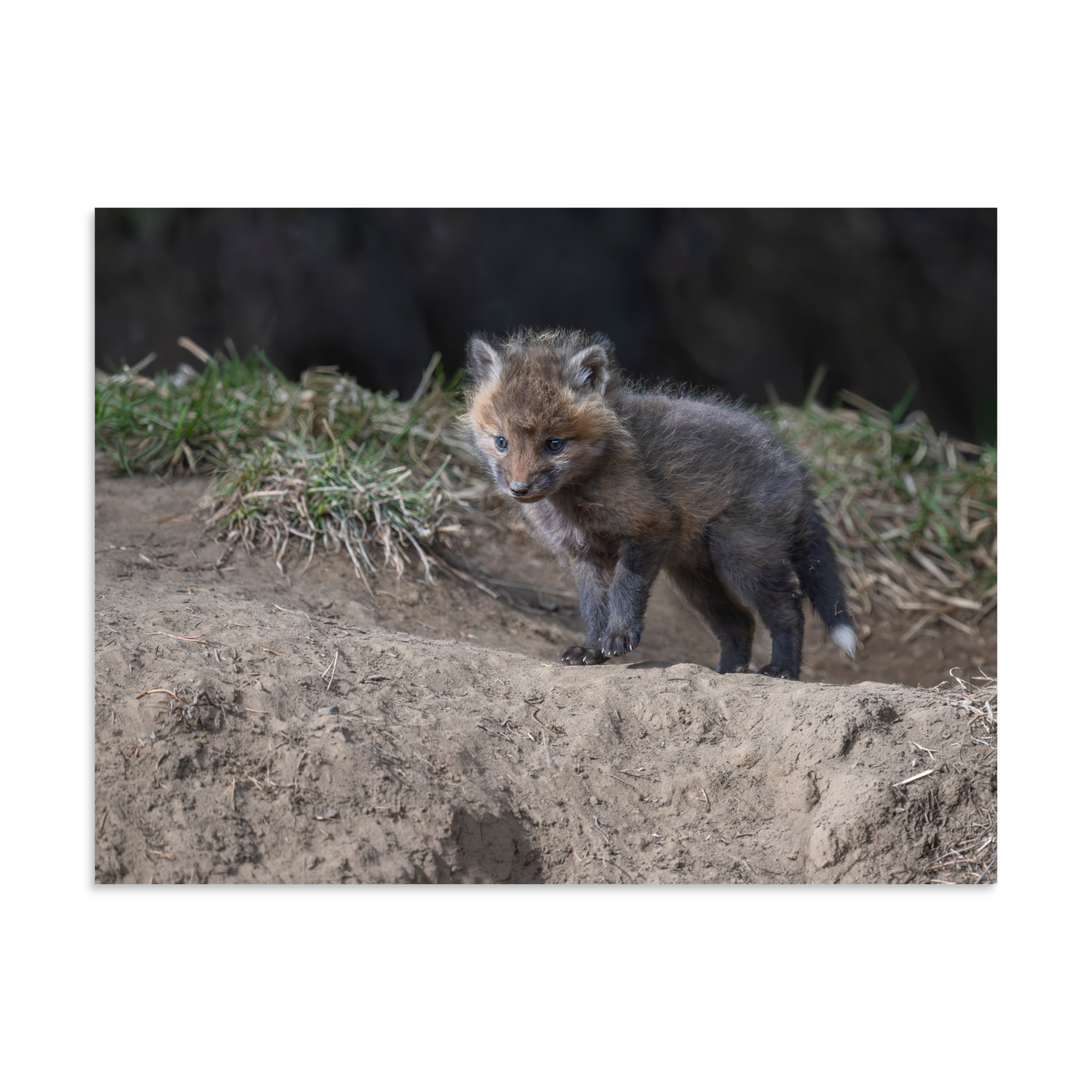 Curious Fox Cub! Photo paper poster - Image 19