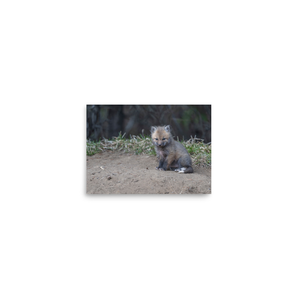 Baby Fox! Photo paper poster - Image 2