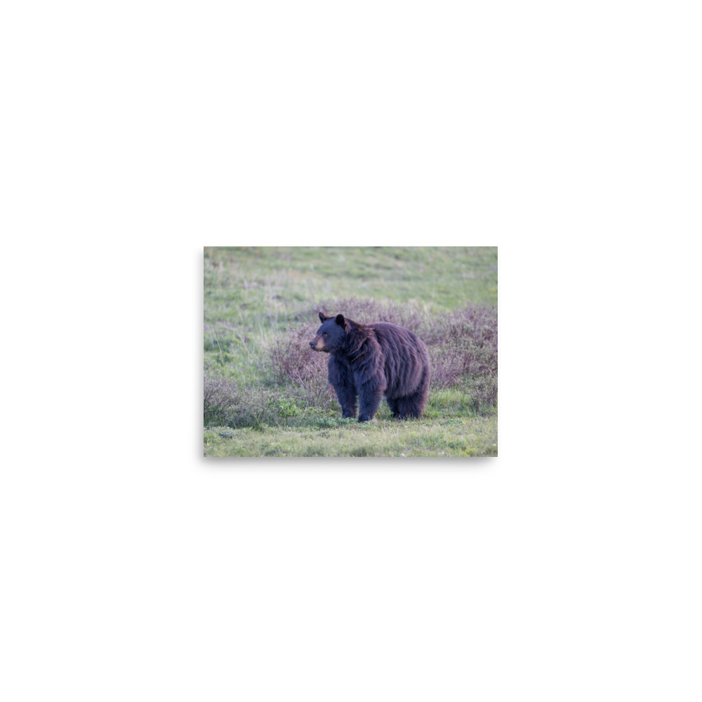 American black bear! Photo paper poster - Image 2