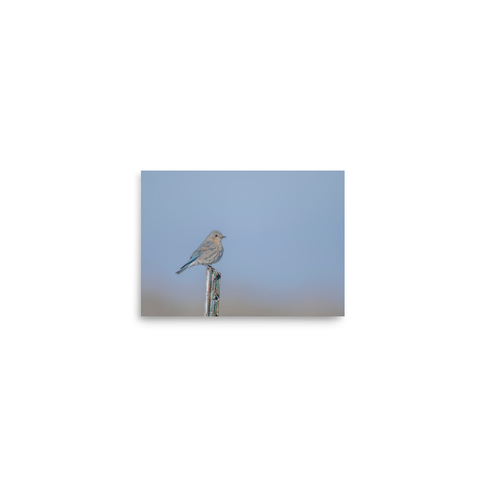 Female Mountain Bluebird! Photo paper poster - Image 2
